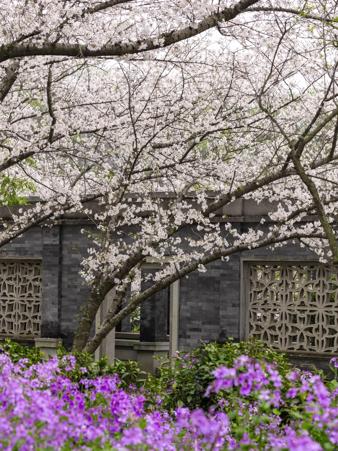 南京下个月樱花盛开｜这❺个赏樱地别错过