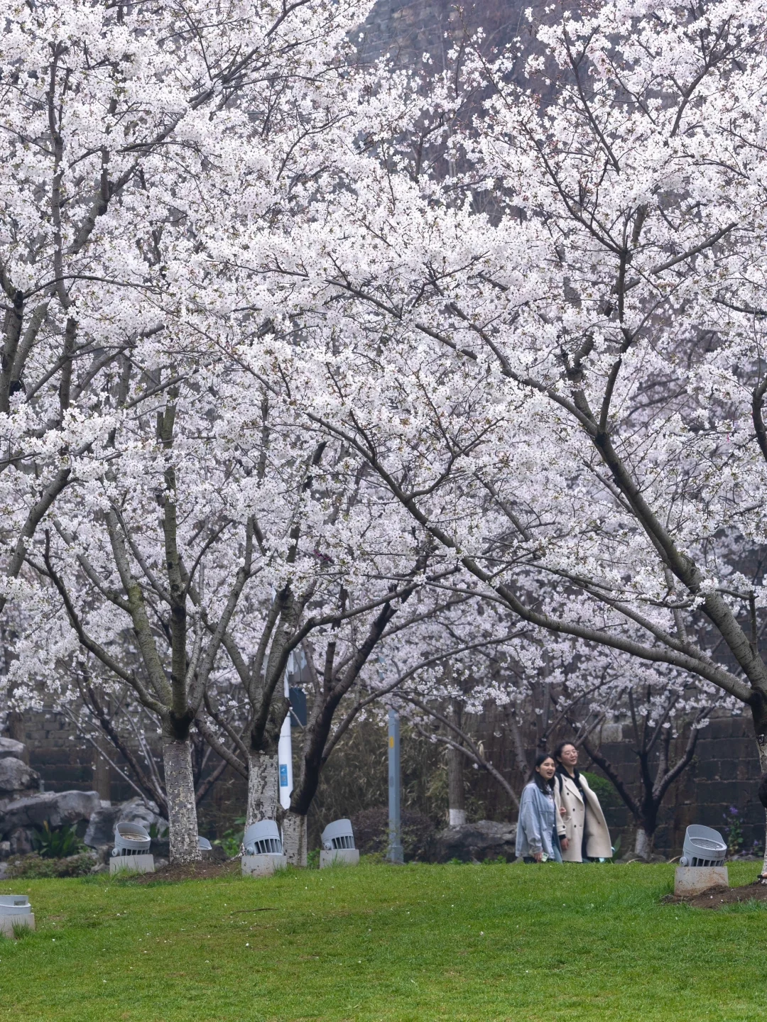 南京下个月樱花盛开｜这❺个赏樱地别错过