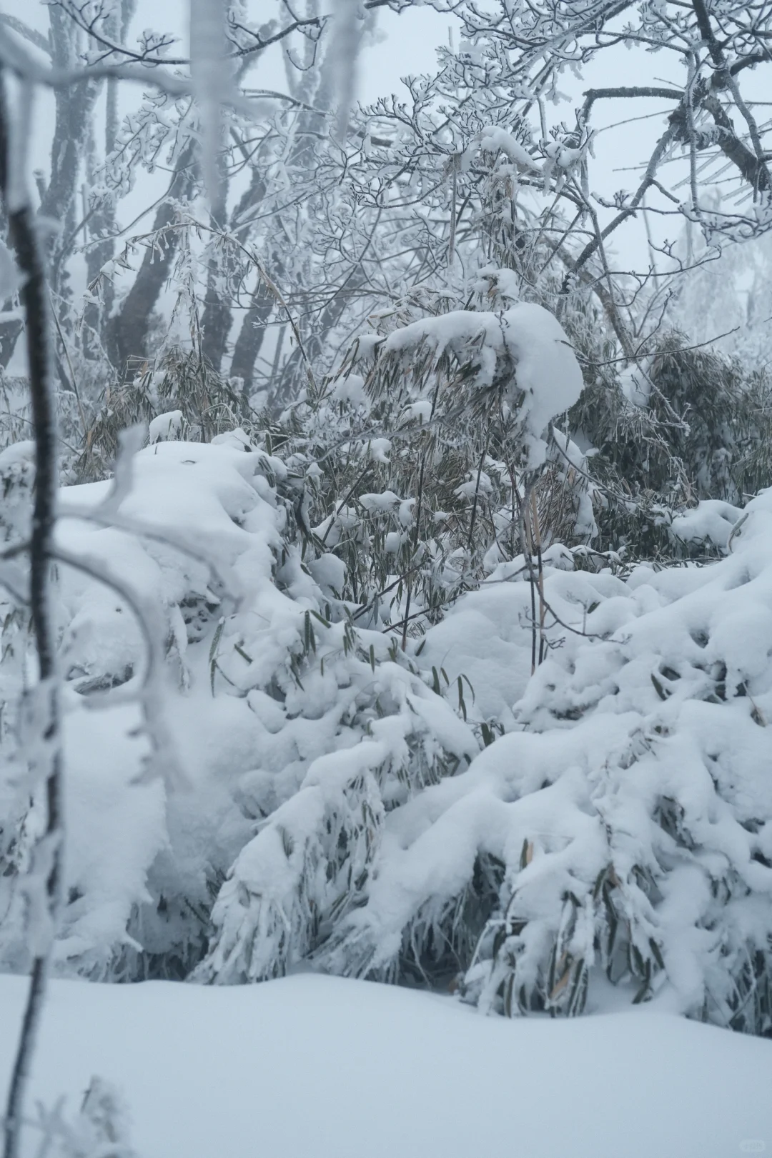 在王岗坪 遇见积雪雾凇～❄️