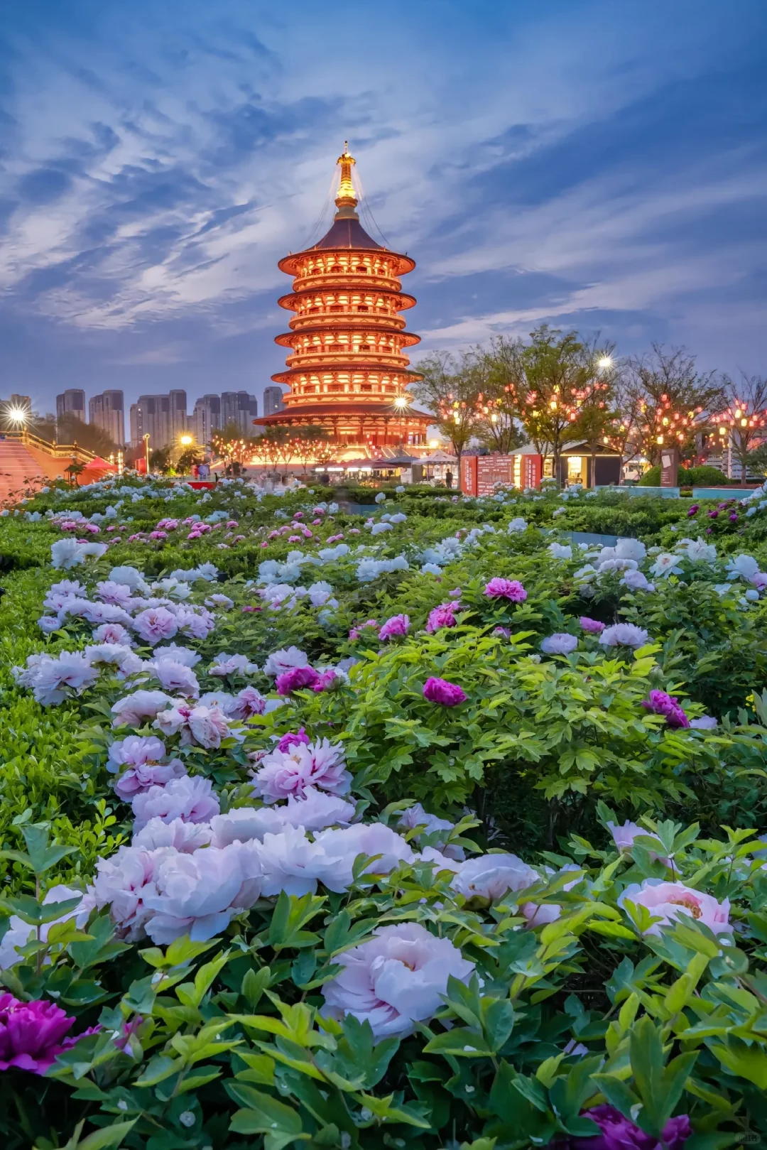 洛阳赏牡丹花攻略