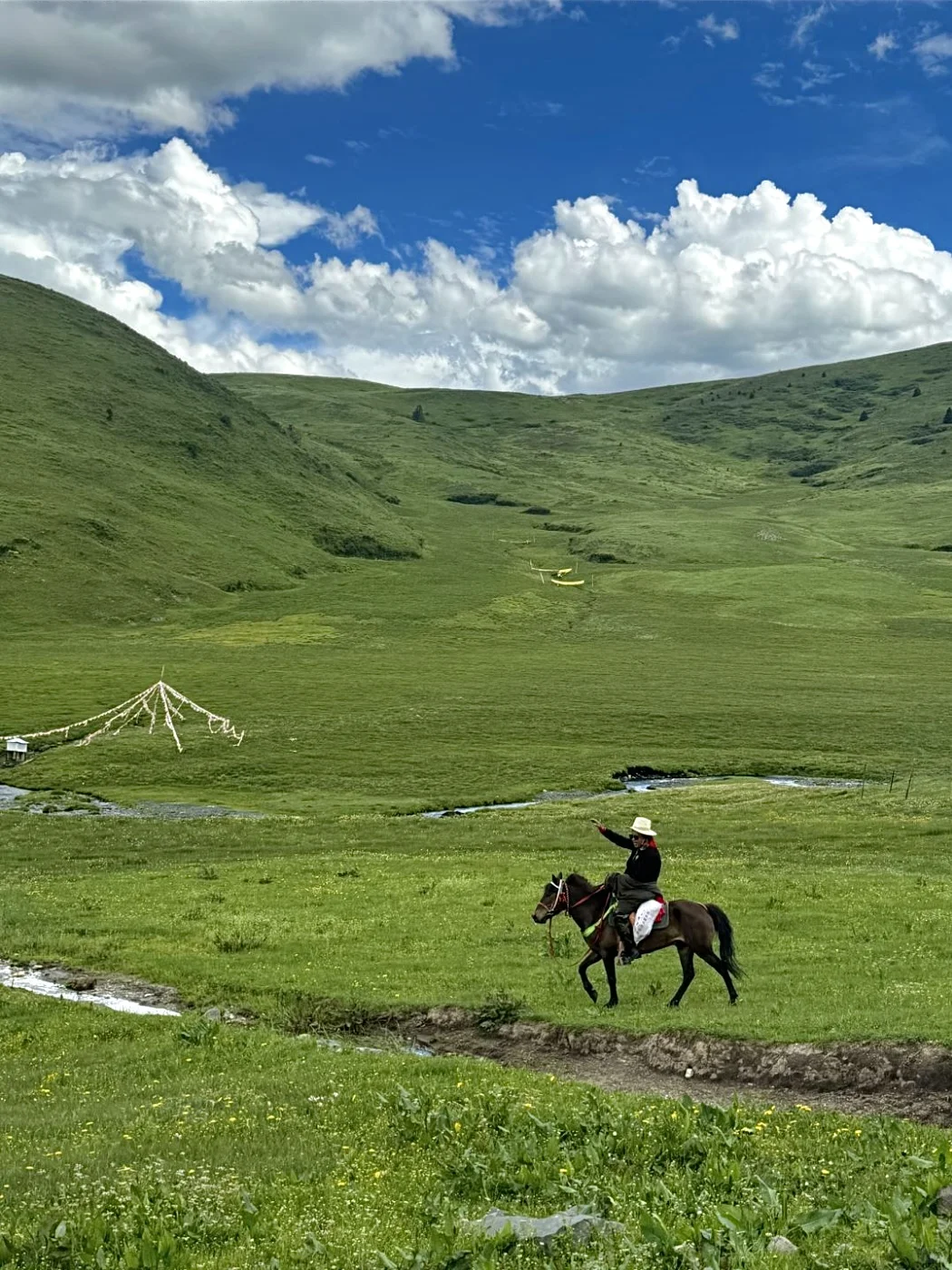 夏天的川西永远不缺生命力…