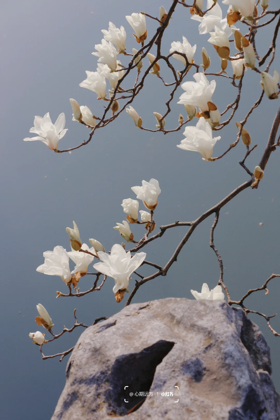 上春山🍃苏州三月玉兰花盛开（附最新攻略）