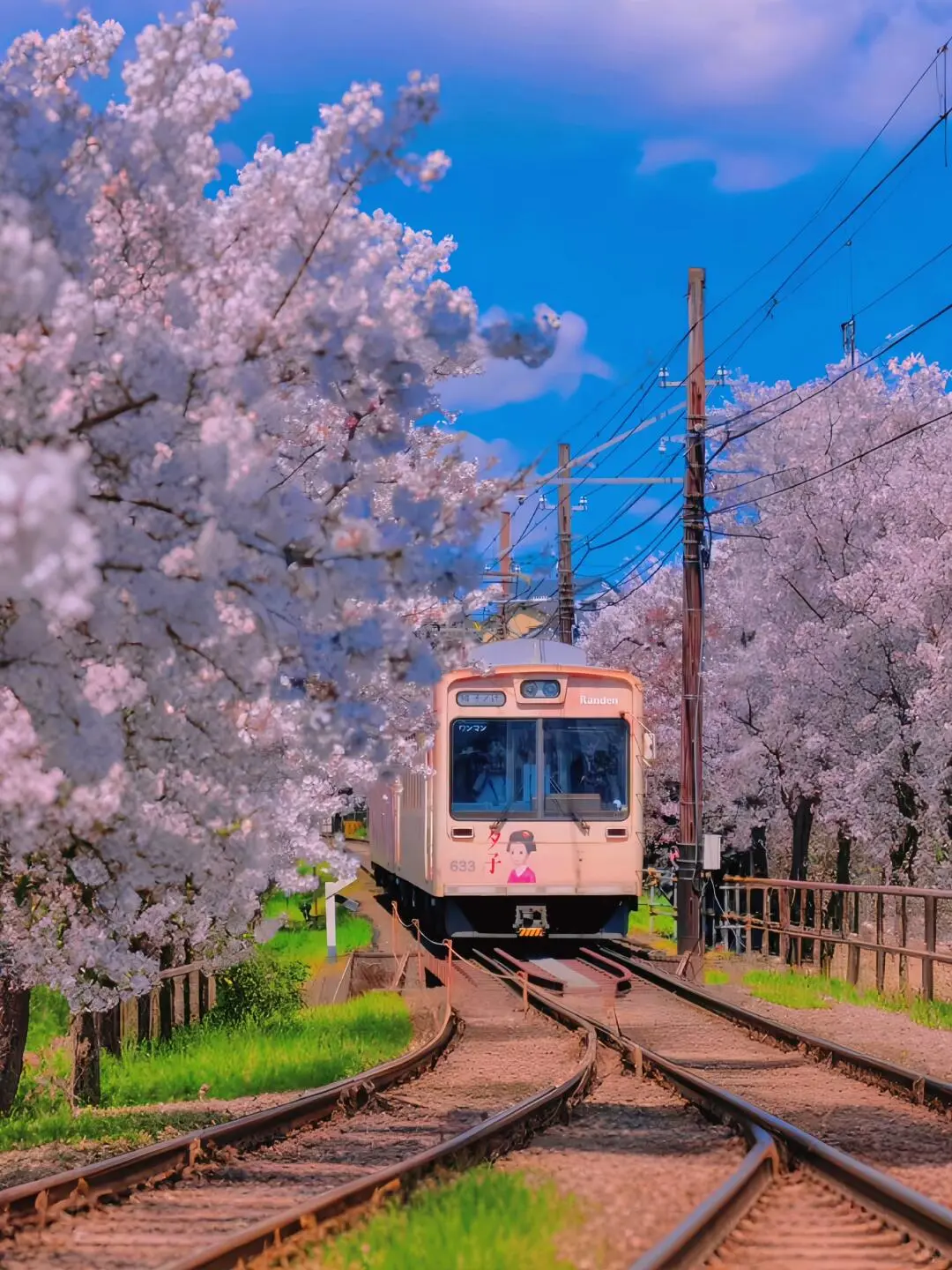 🇯🇵日本樱花季🌸十大赏樱圣地大公开！