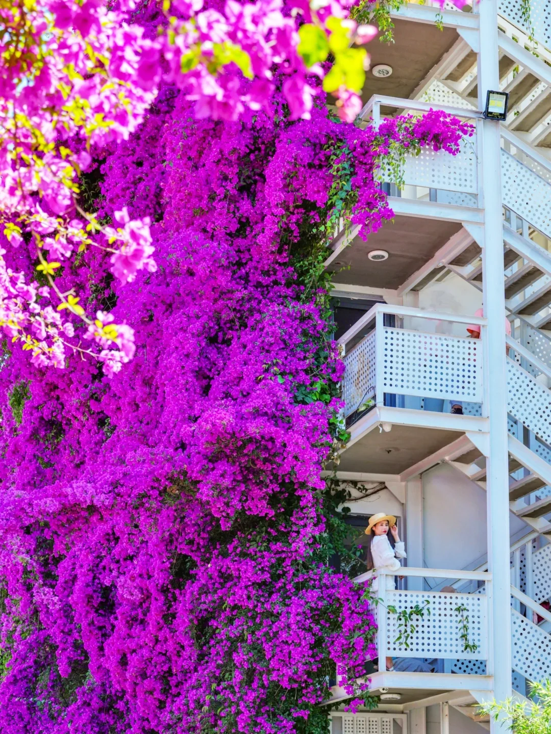 人生建议：春天一定要去趟昆明！附赏花攻略💐
