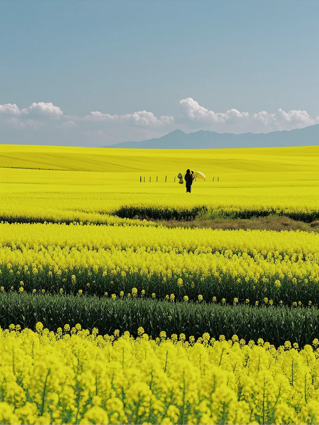 云南『封神』玩法!本地人私藏的无人花海
