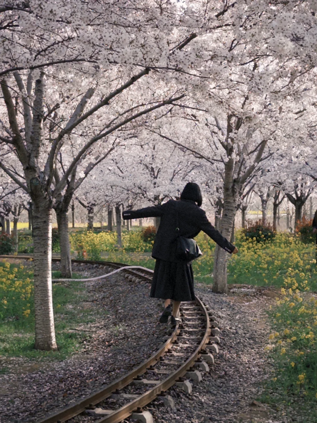 码住！郑州三月必去花海🌸top3