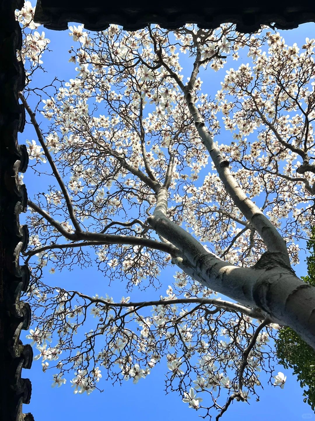 上春山🍃苏州三月玉兰花盛开（附最新攻略）
