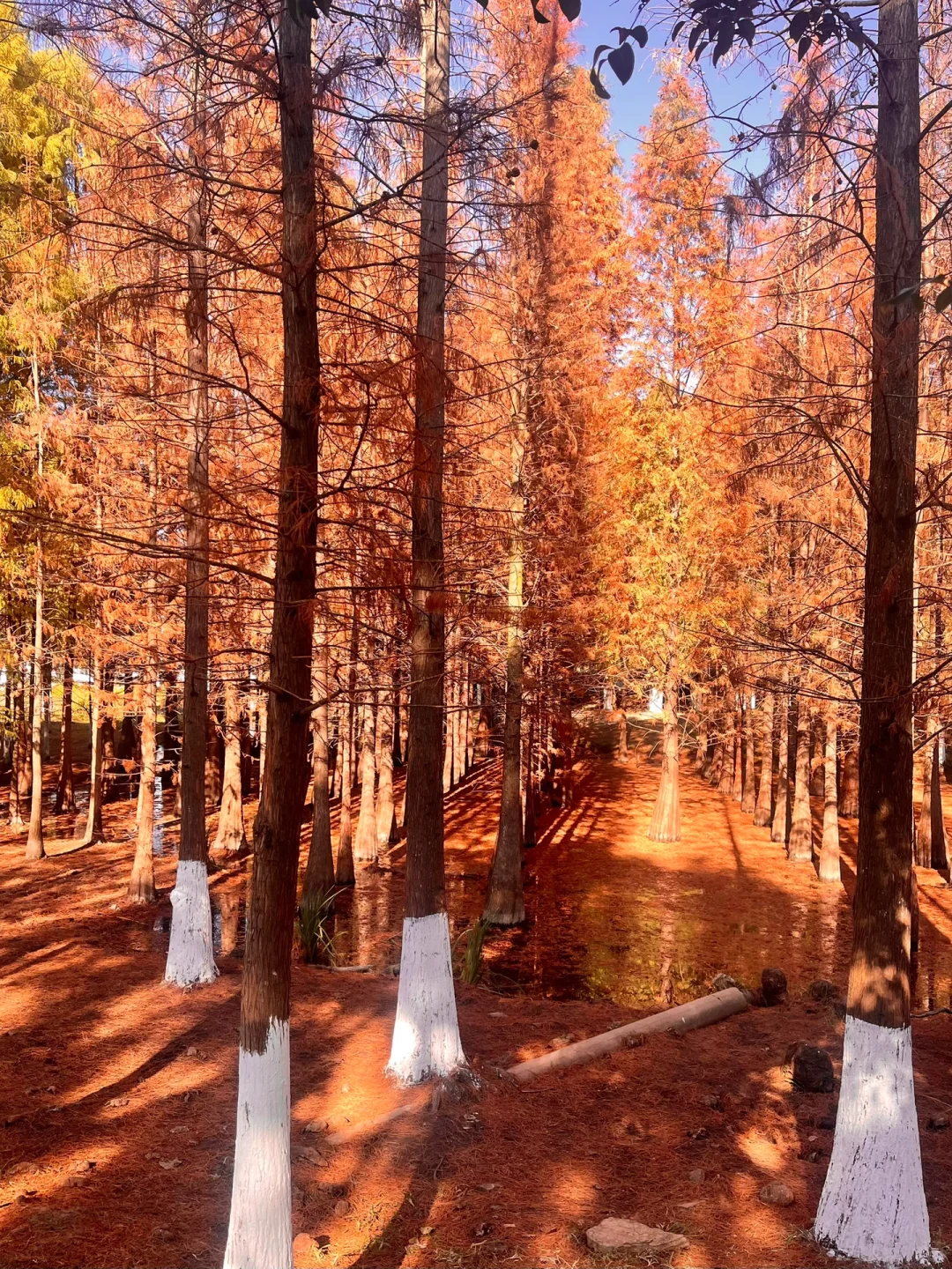🌿昆明三天旅行攻略｜CityWalk看海鸥逛石林