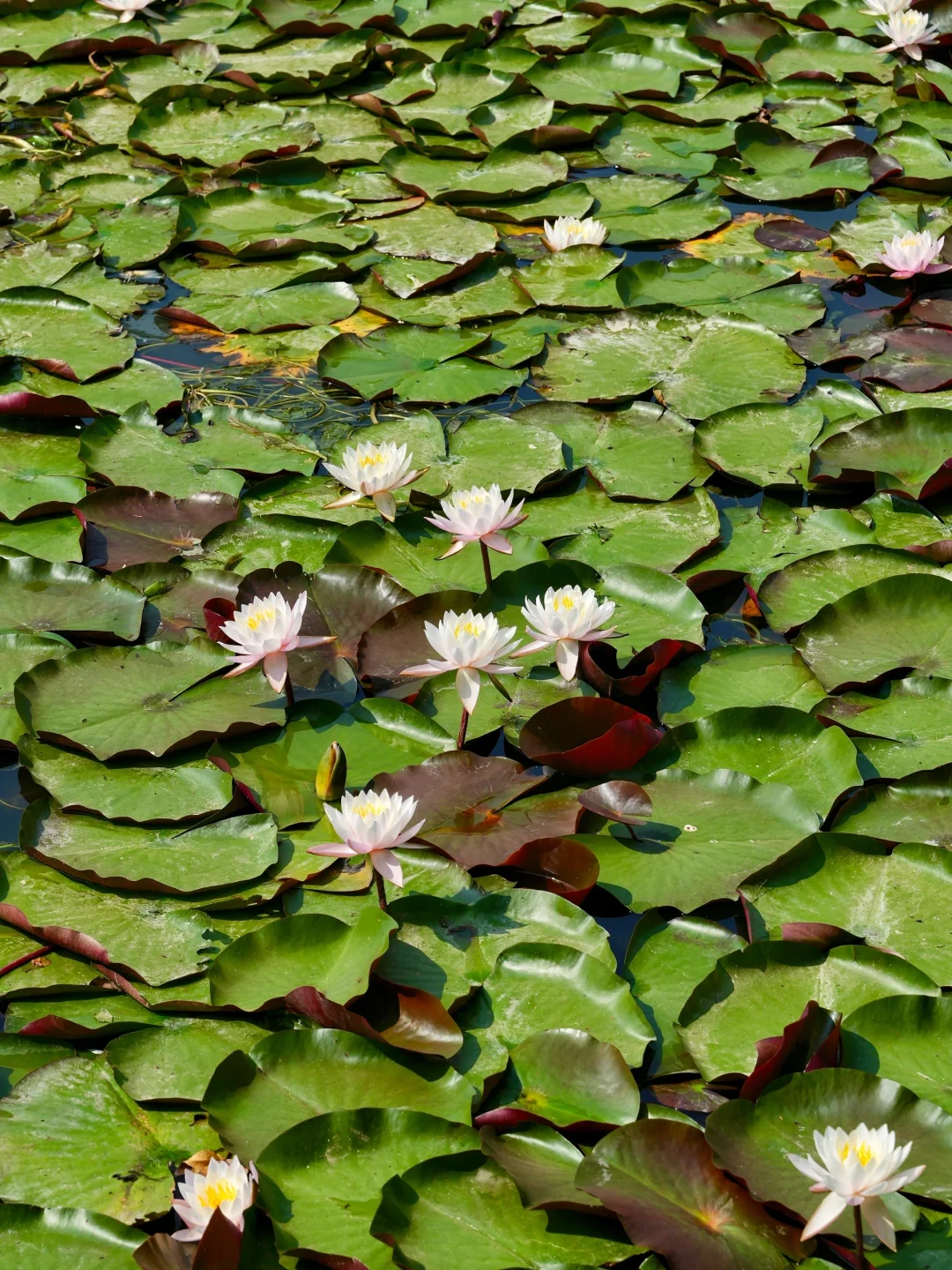 人生建议：春天一定要去趟昆明！附赏花攻略💐