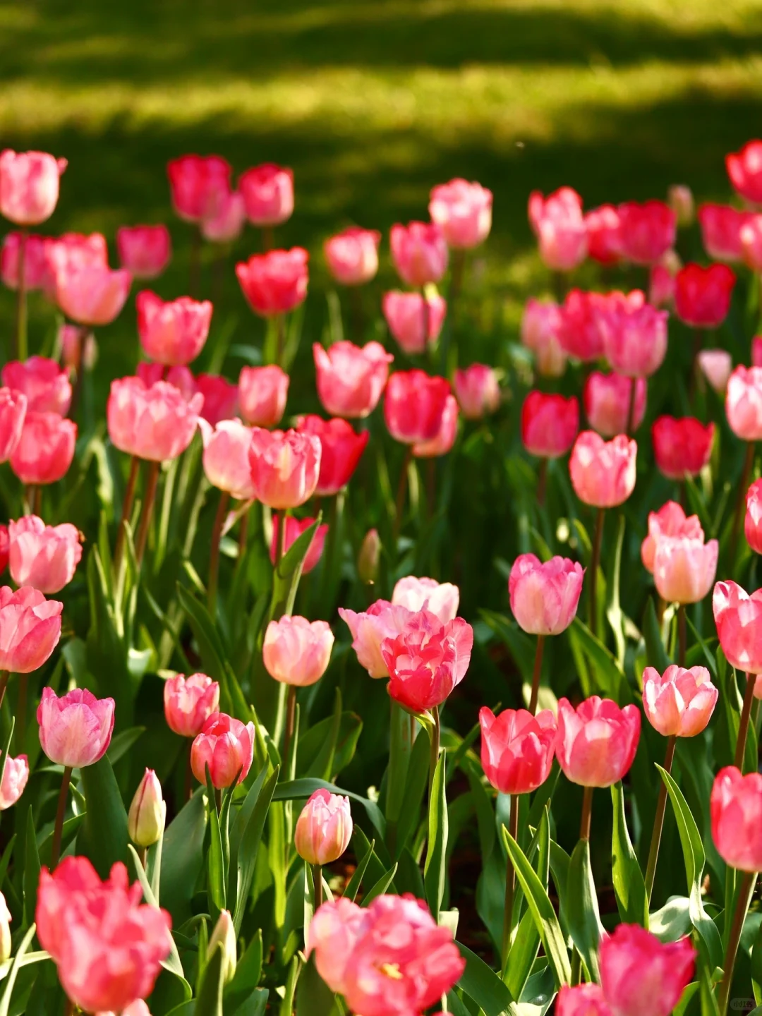 人生建议：春天一定要去趟昆明！附赏花攻略💐