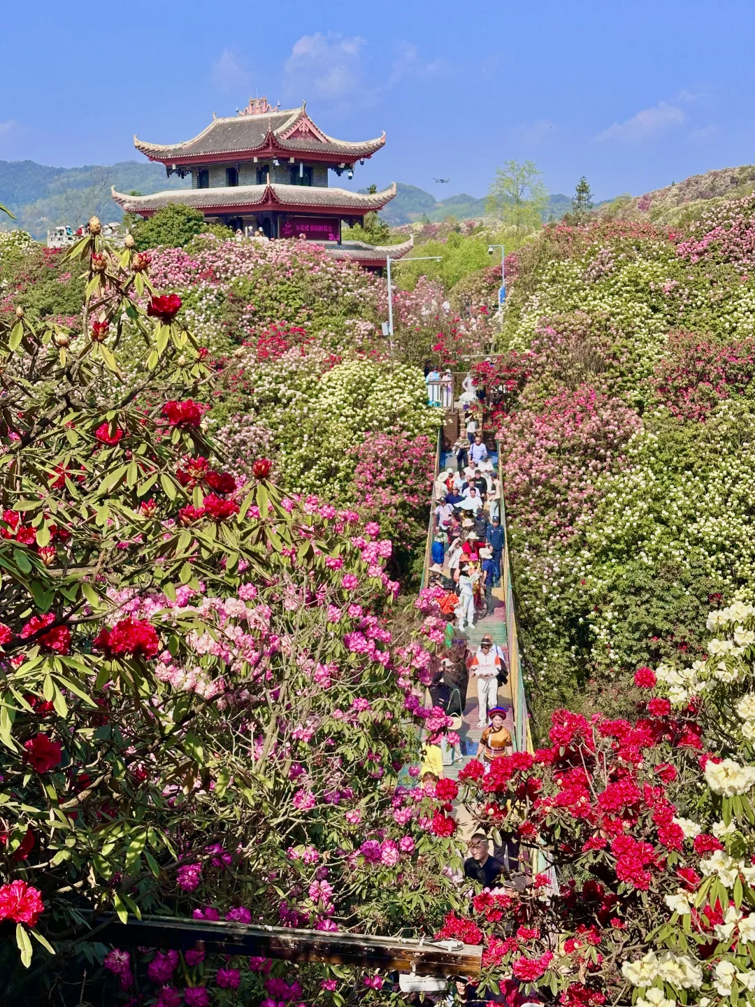 高铁直达！被春天漫山杜鹃花海🌸美哭了😭😭