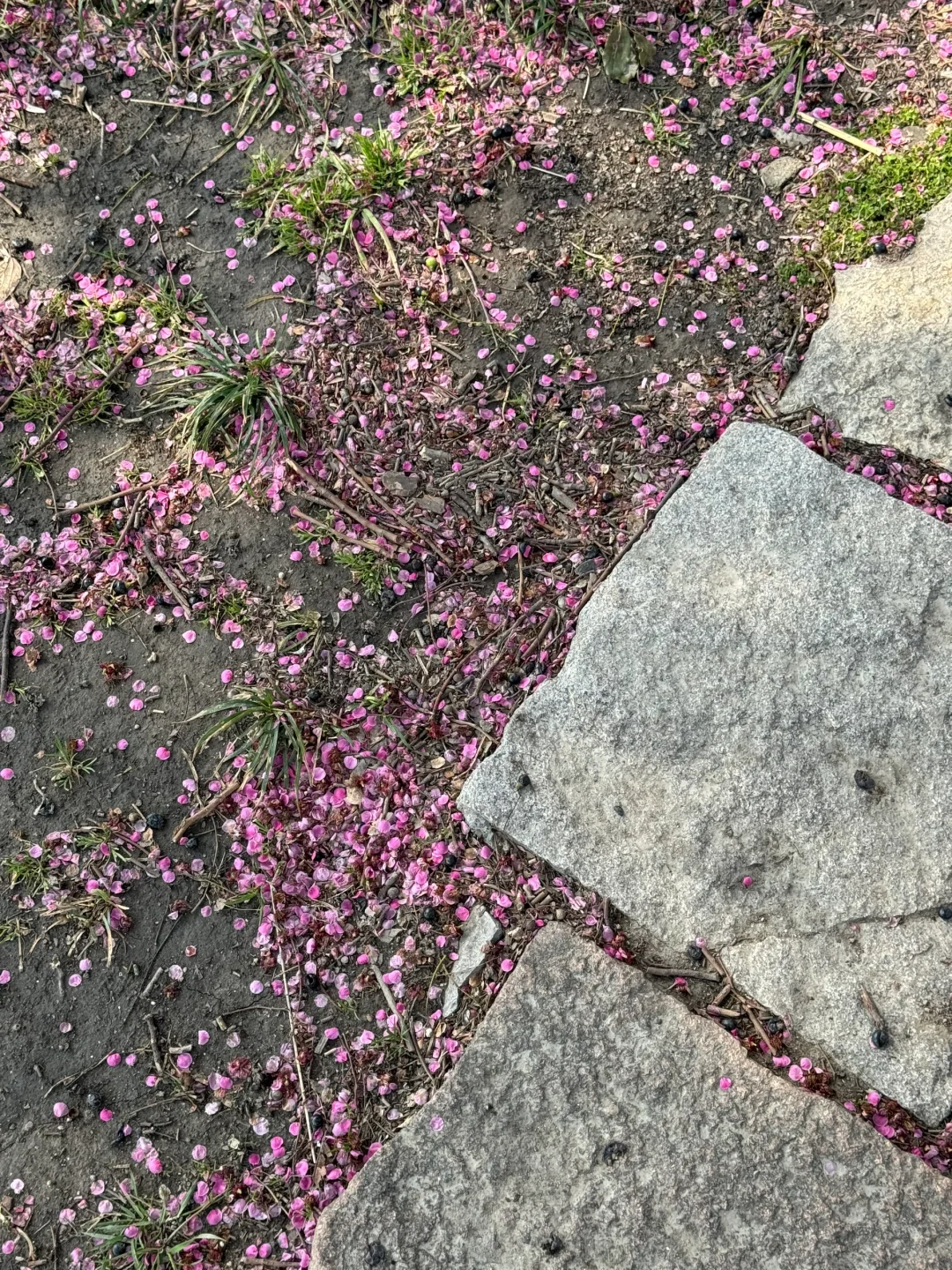 广富林遗址是松江必打卡的景点之一