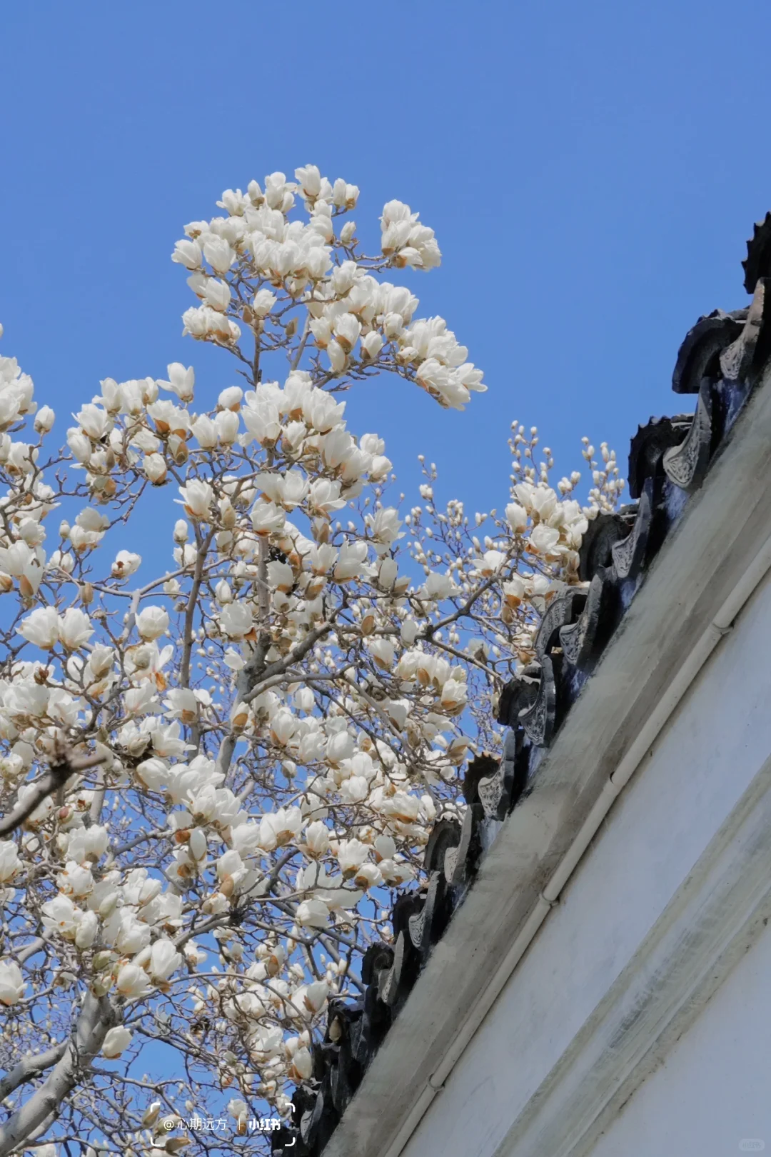 上春山🍃苏州三月玉兰花盛开（附最新攻略）