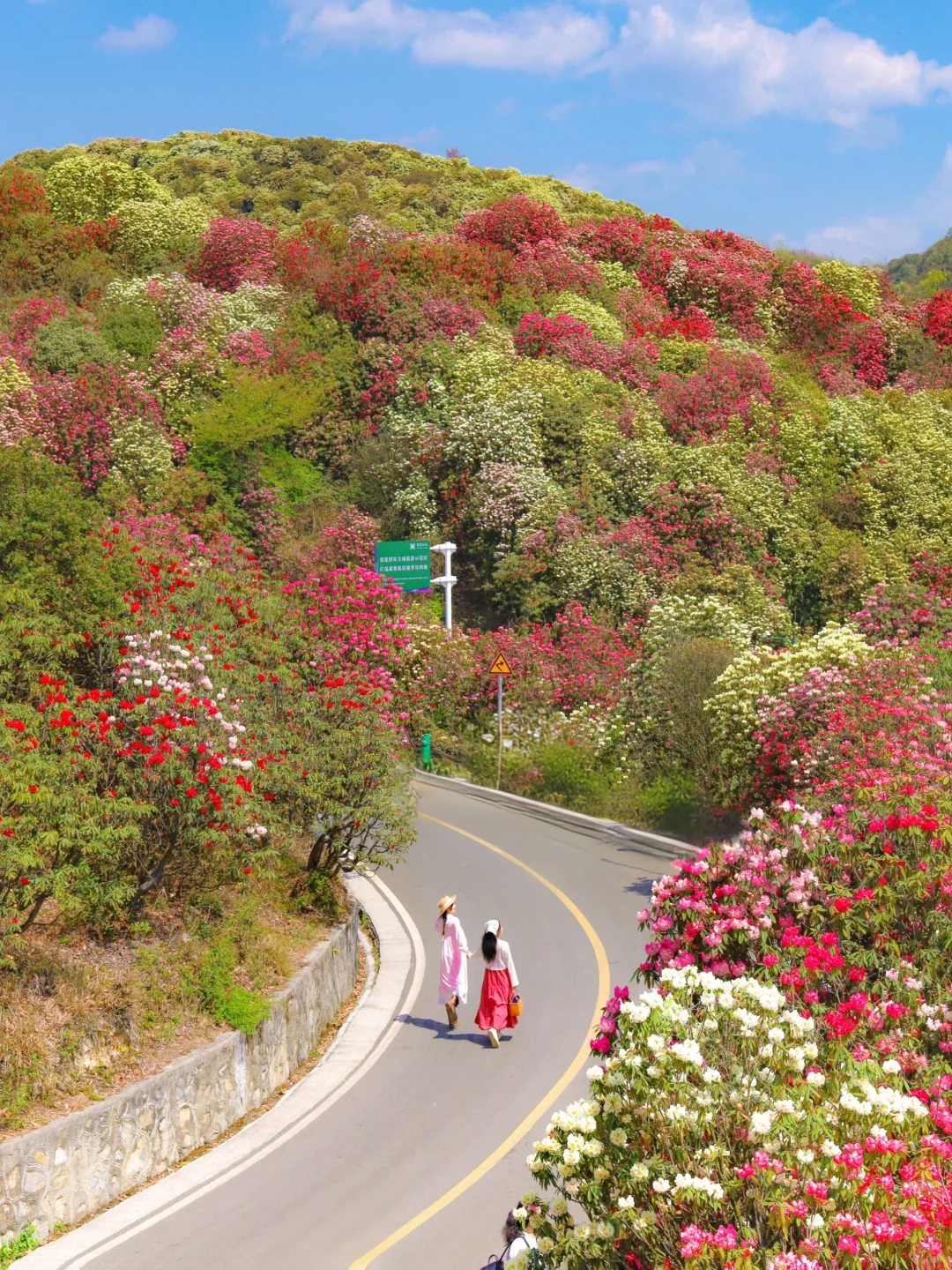 高铁直达！被春天漫山杜鹃花海🌸美哭了😭😭