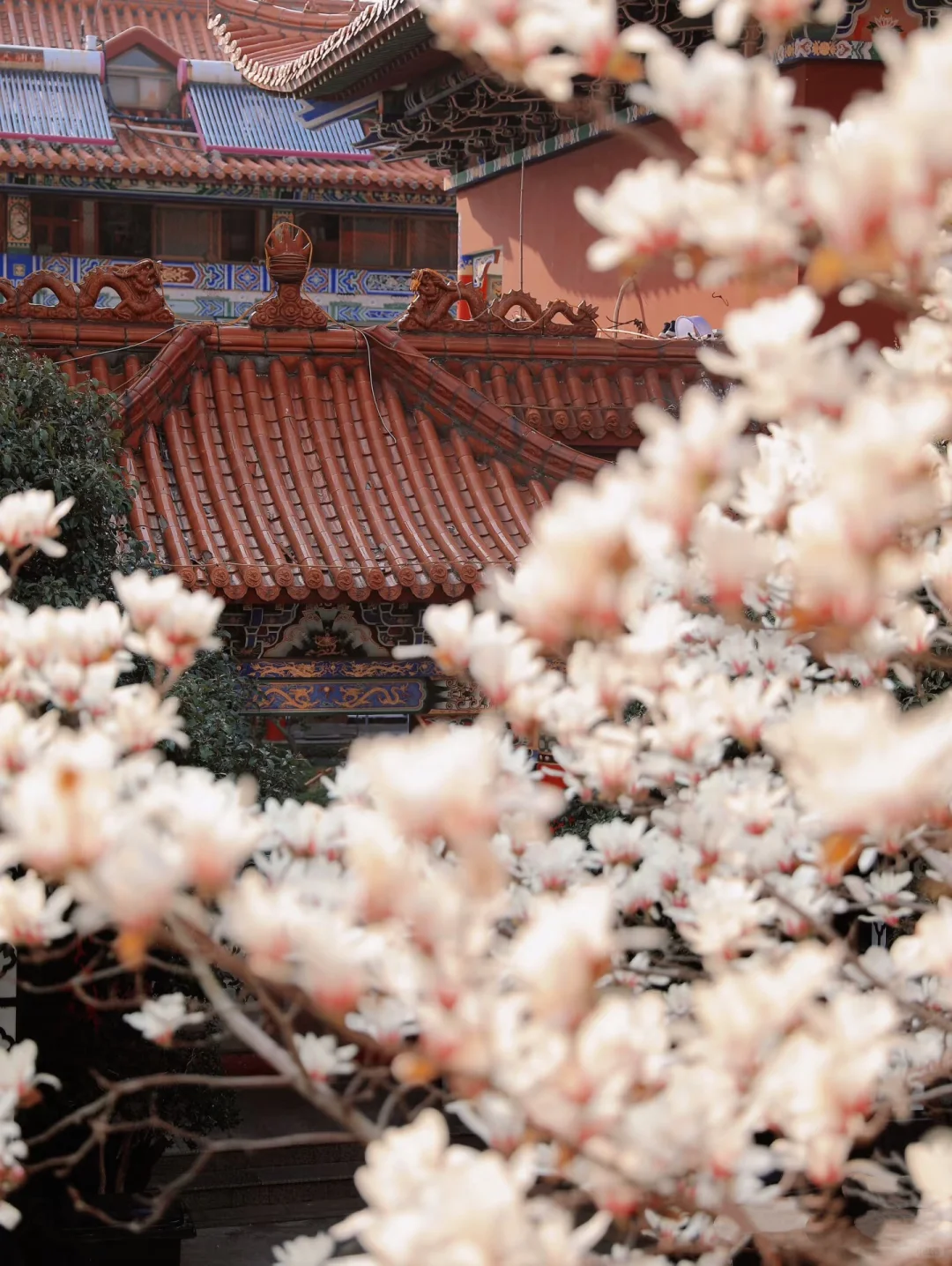 苏州春天的浪漫🌸不止公园！更是满大街小巷！