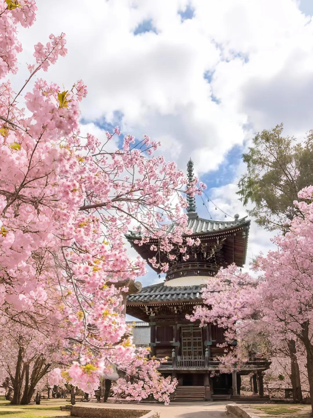 🇯🇵日本樱花季🌸十大赏樱圣地大公开！