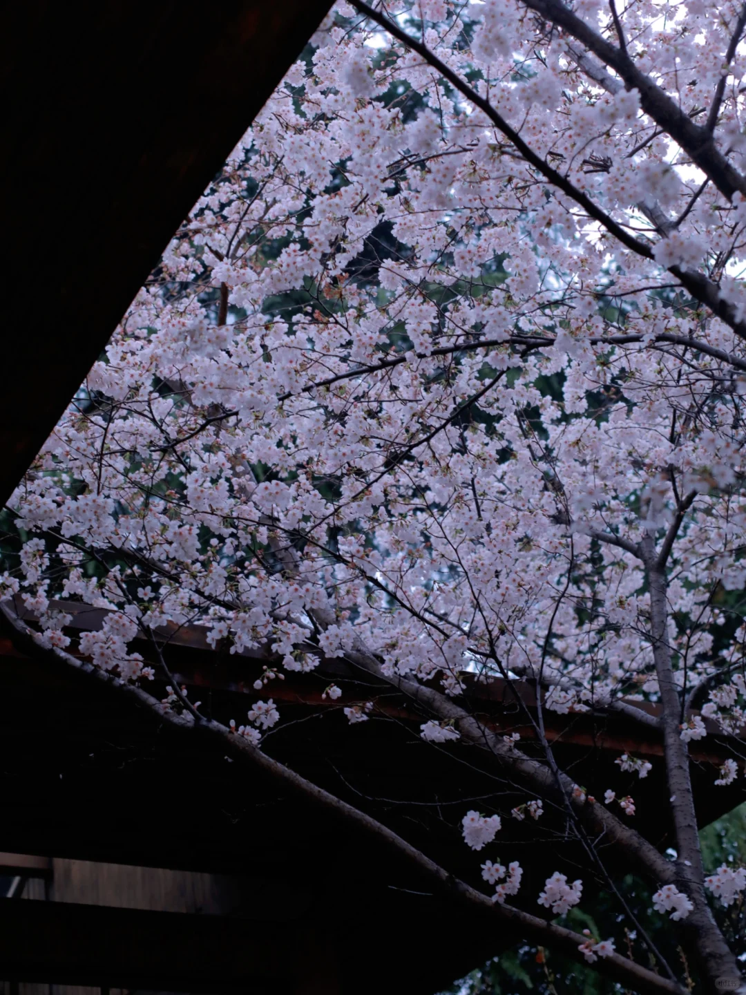 码住！郑州三月必去花海🌸top3