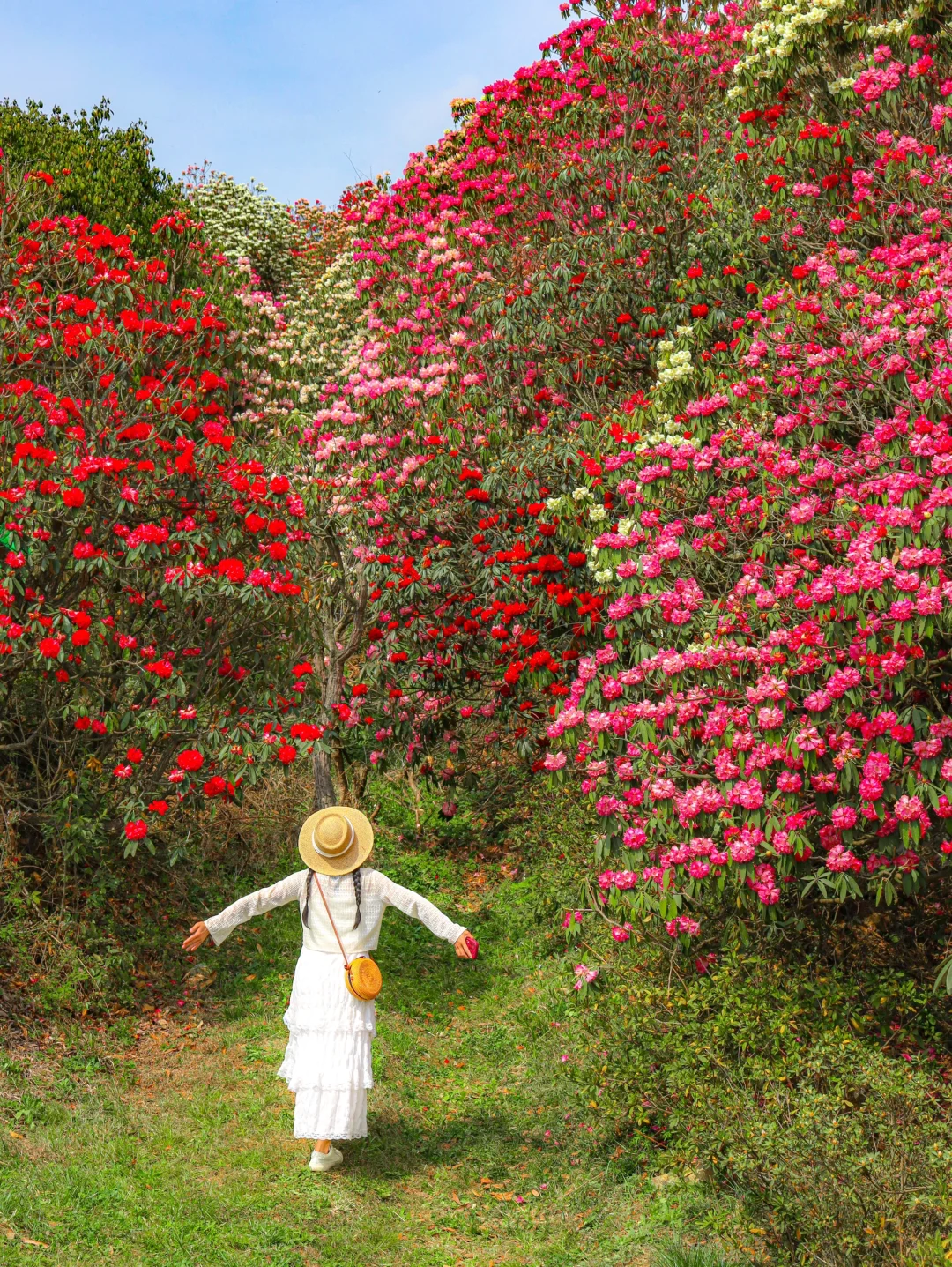 高铁直达！被春天漫山杜鹃花海🌸美哭了😭😭