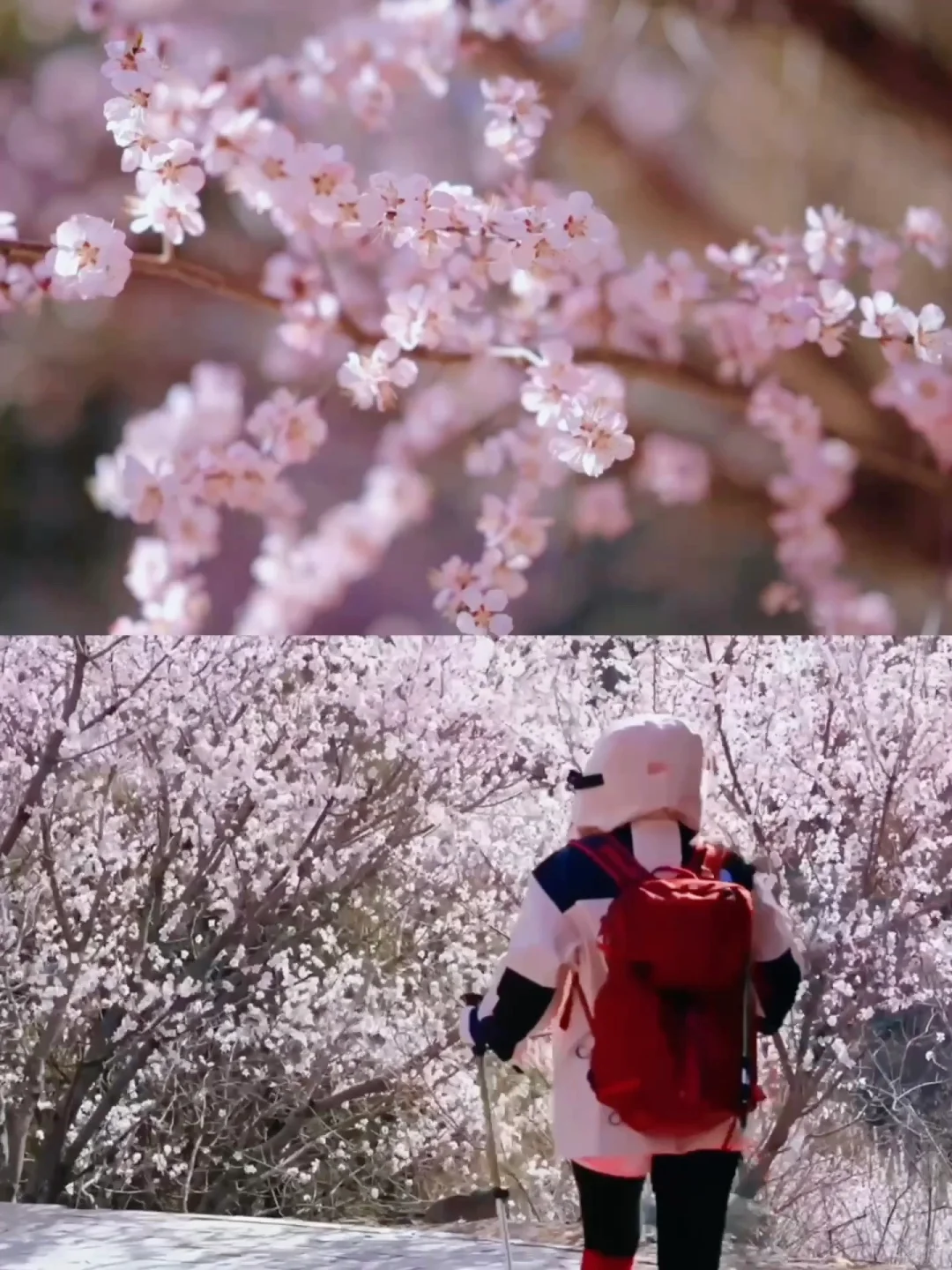 北京踏春🌸11个老幼赏花登山步道🍃不费腿