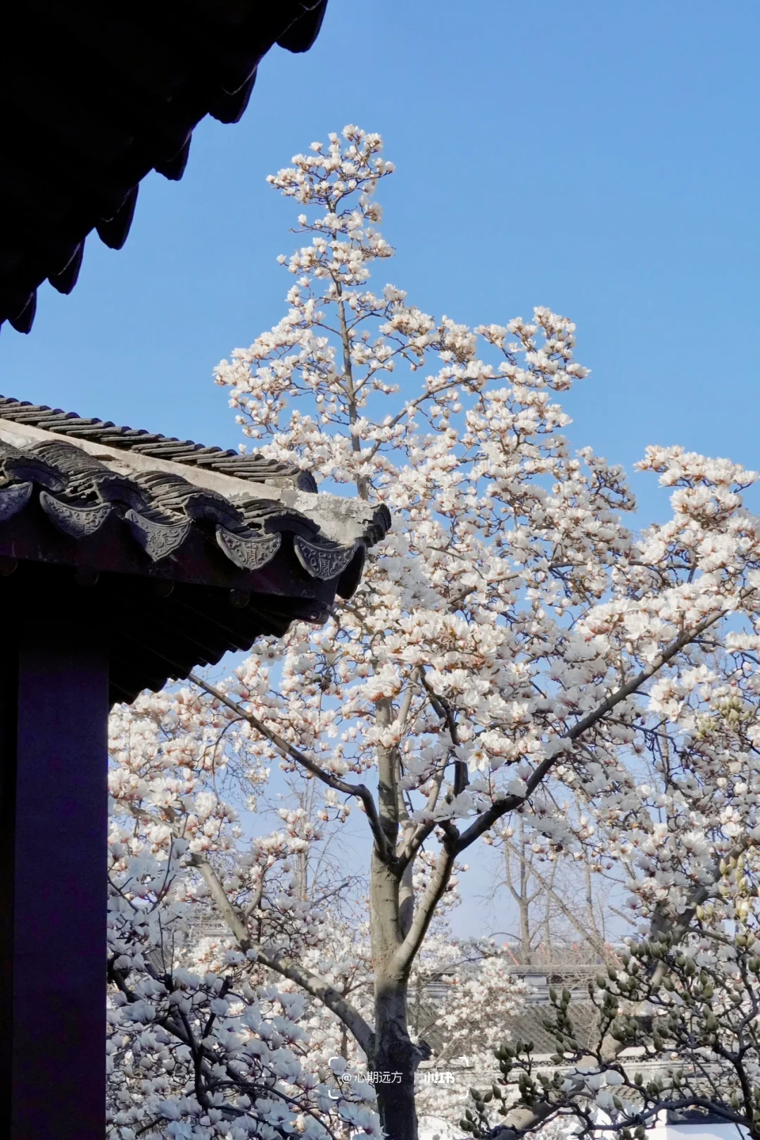 上春山🍃苏州三月玉兰花盛开（附最新攻略）