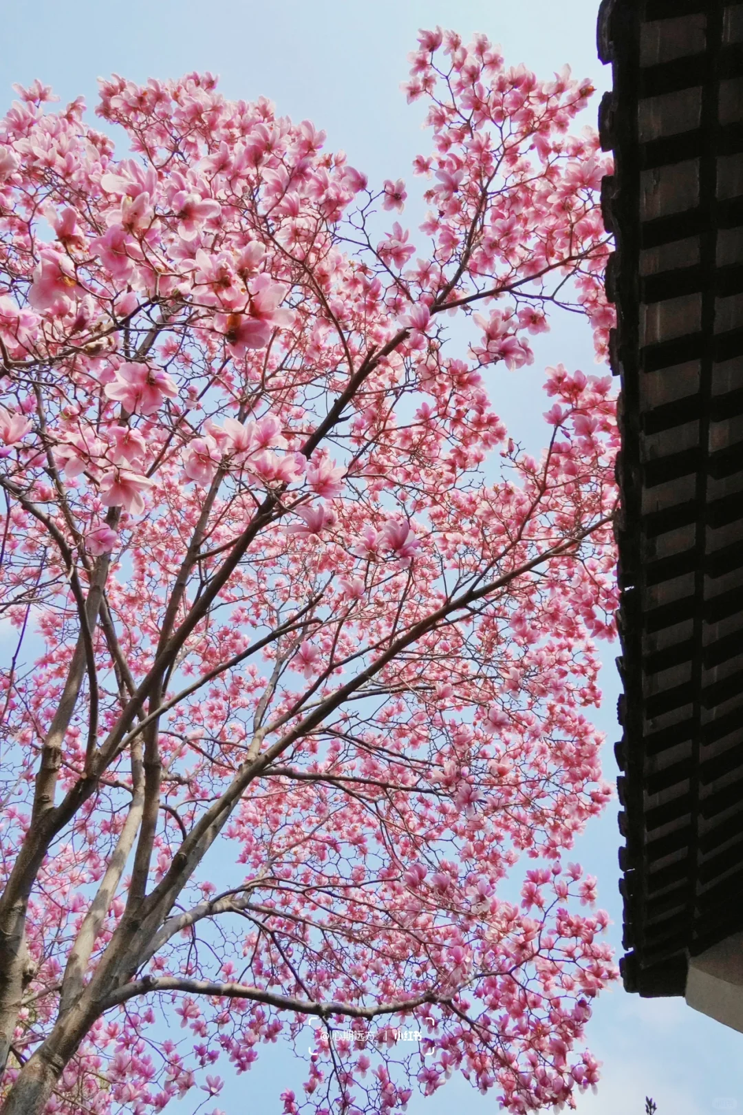 上春山🍃苏州三月玉兰花盛开（附最新攻略）