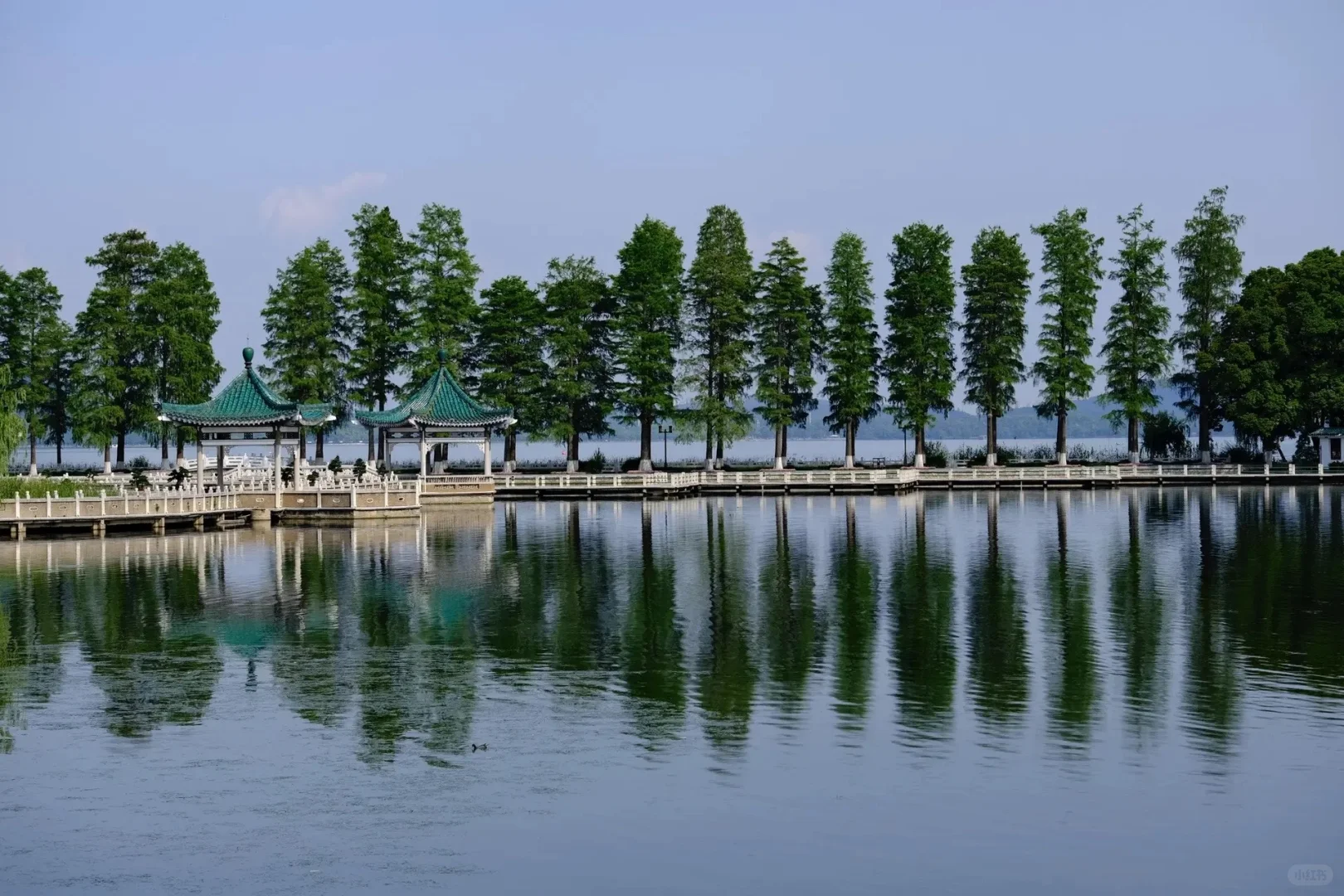 ｜武汉东湖公园｜现实版的“暮光森林”