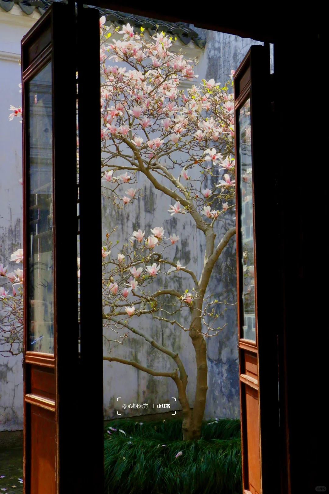 上春山🍃苏州三月玉兰花盛开（附最新攻略）