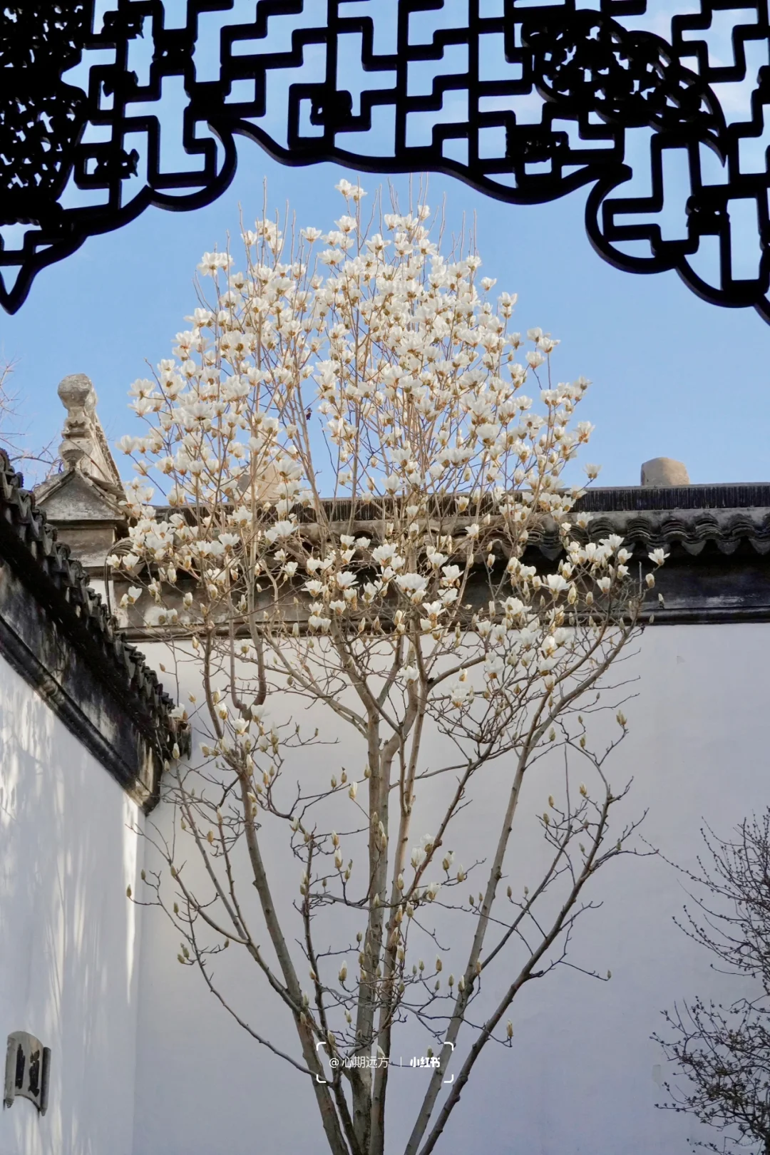 上春山🍃苏州三月玉兰花盛开（附最新攻略）