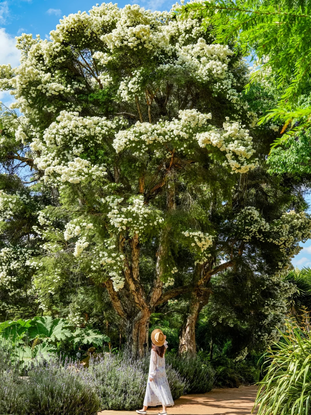 人生建议：春天一定要去趟昆明！附赏花攻略💐