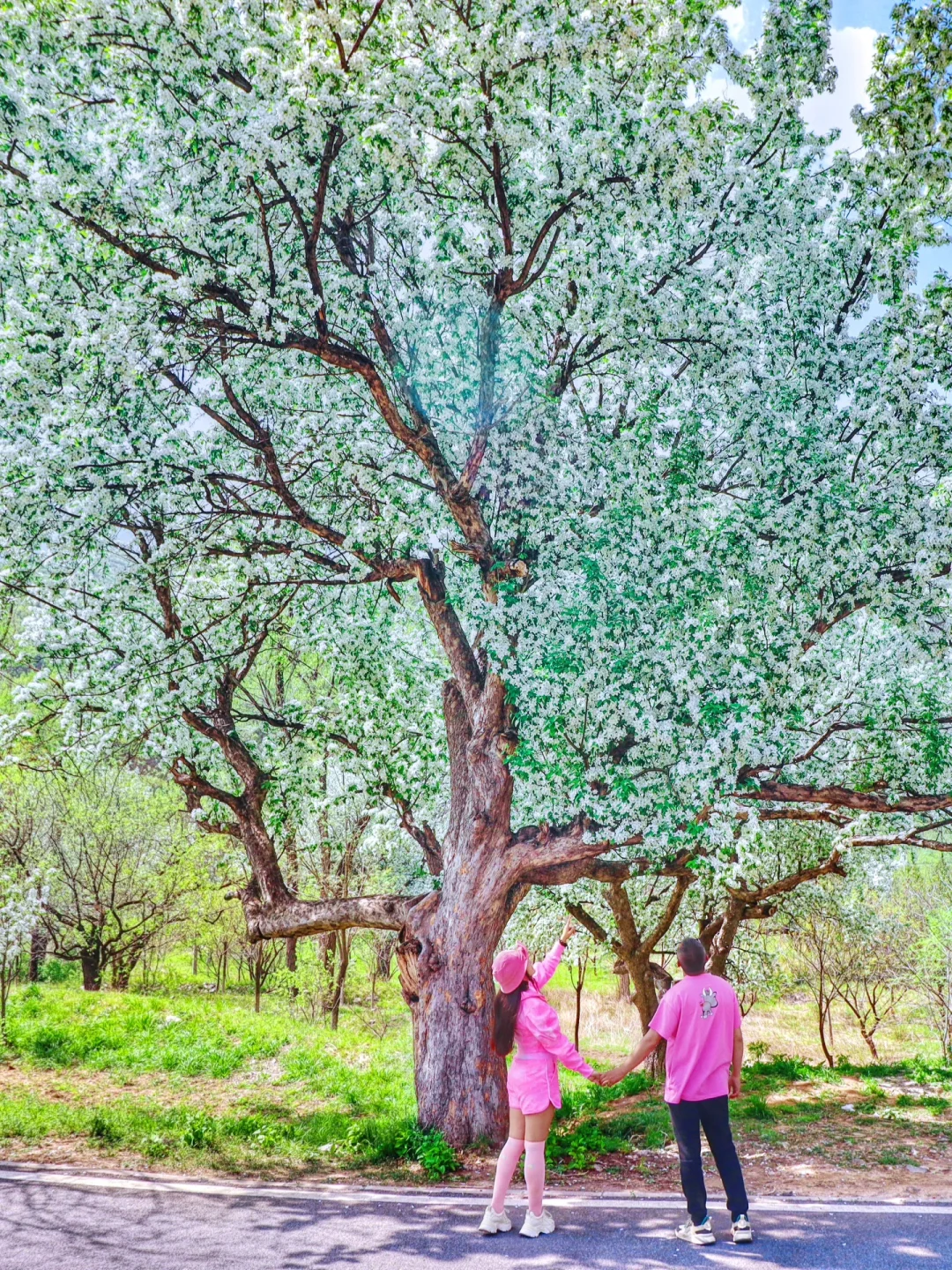 北京踏春🌸11个老幼赏花登山步道🍃不费腿
