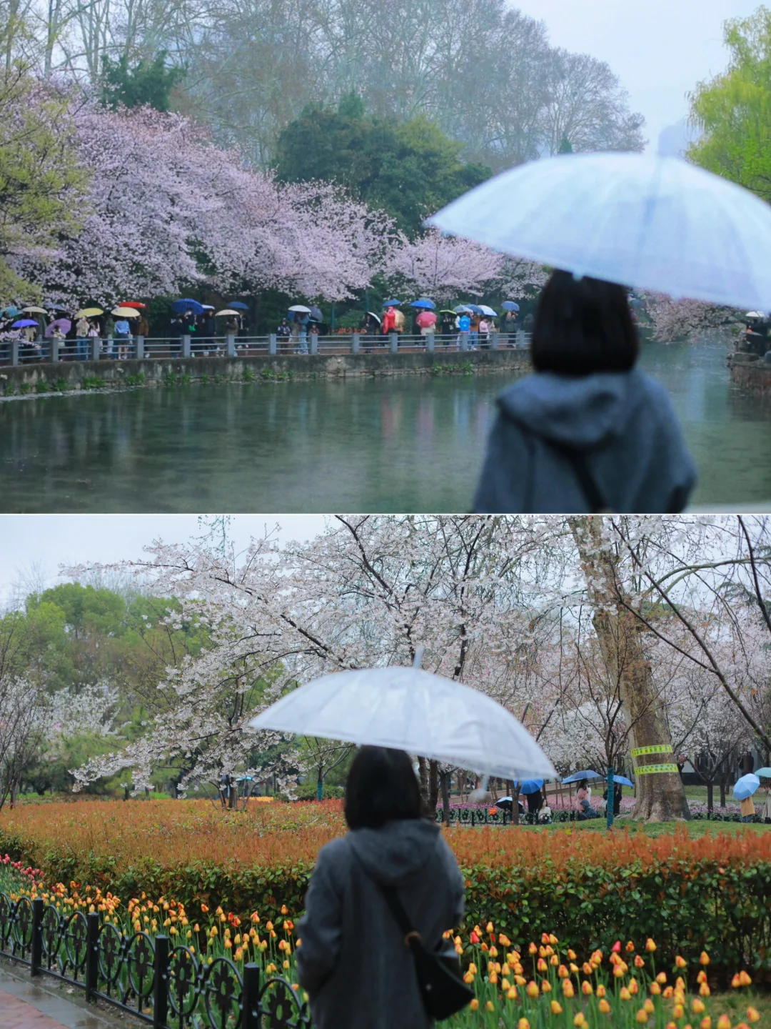 码住！郑州三月必去花海🌸top3