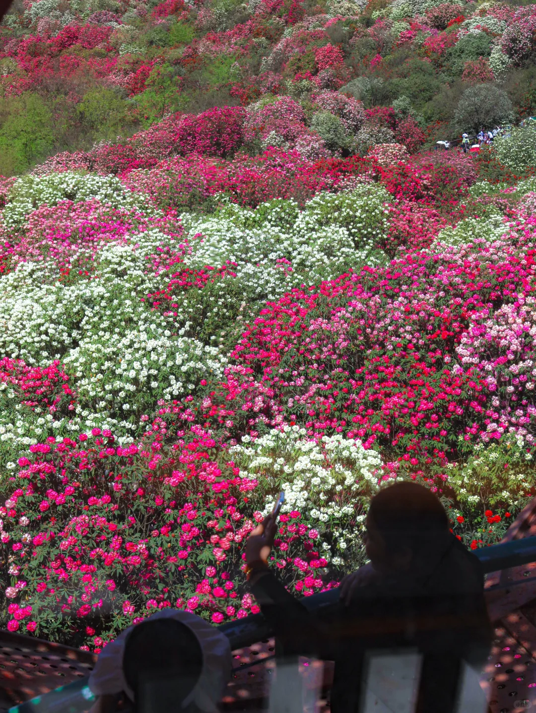 高铁直达！被春天漫山杜鹃花海🌸美哭了😭😭