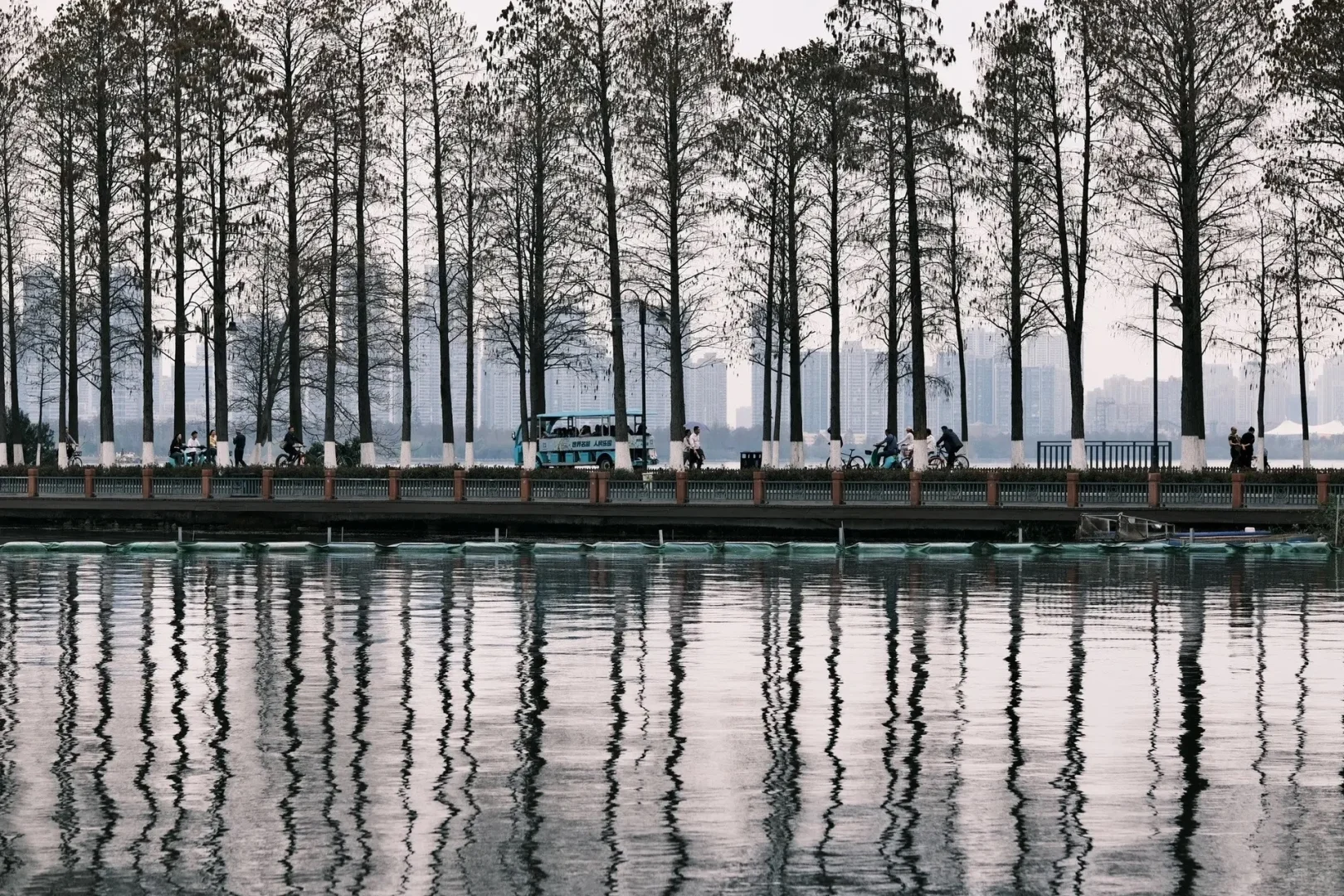 ｜武汉东湖公园｜现实版的“暮光森林”