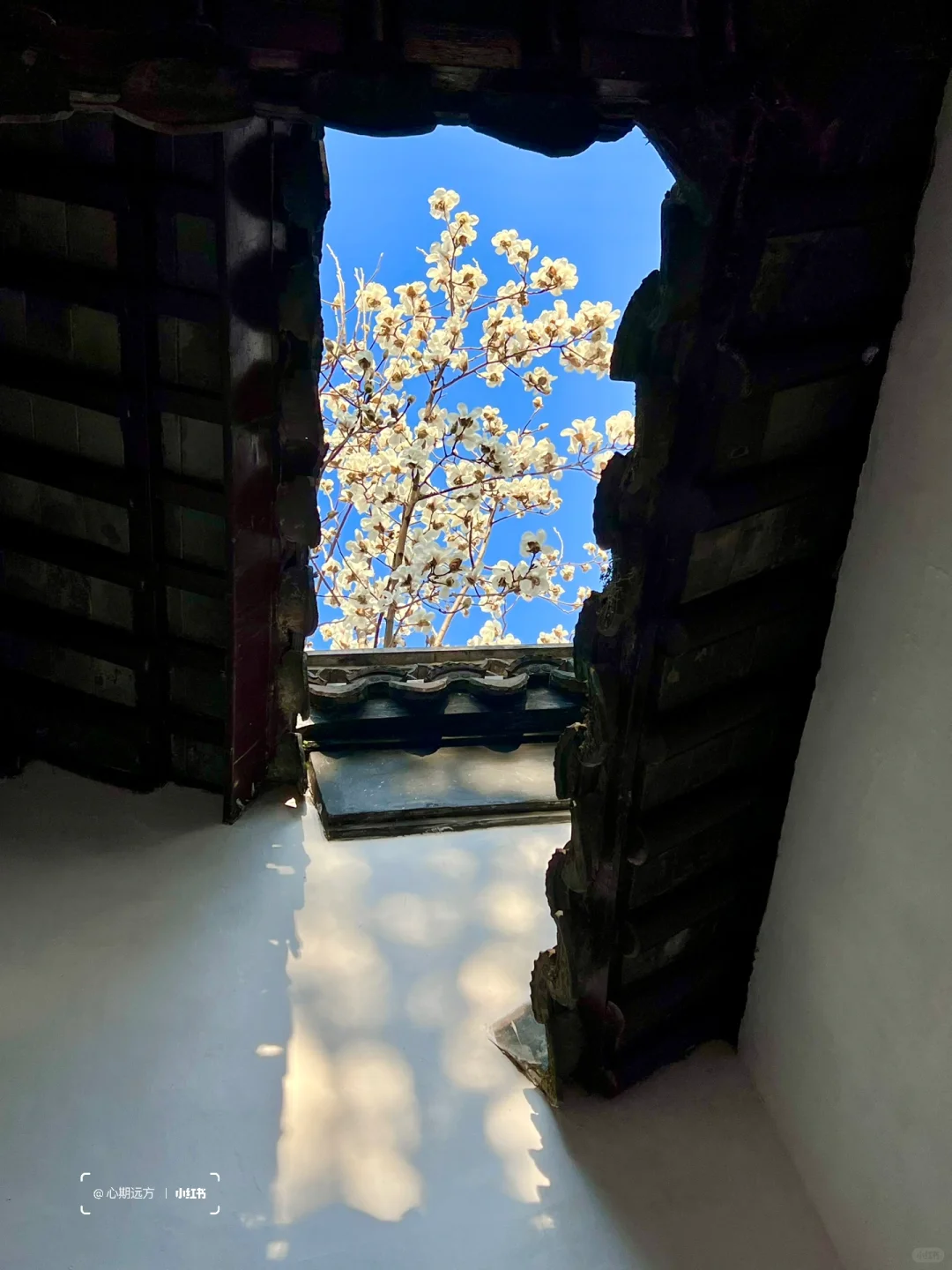 上春山🍃苏州三月玉兰花盛开（附最新攻略）