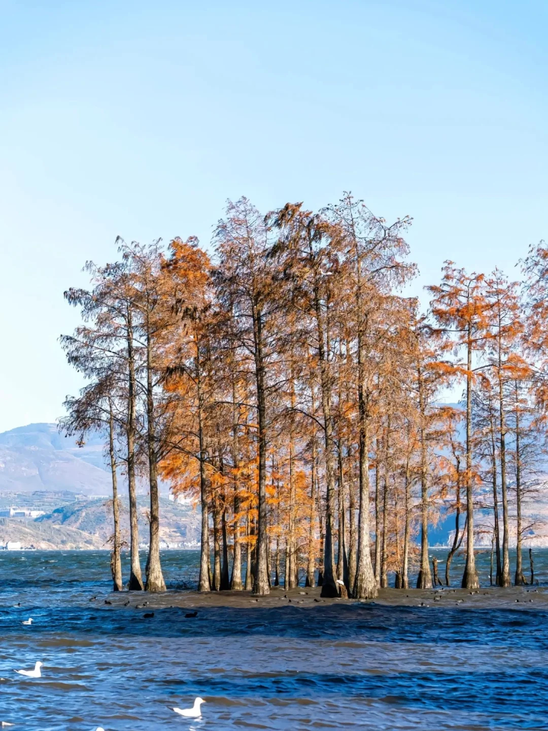 第一次带爸妈去大理，去看苍山洱海