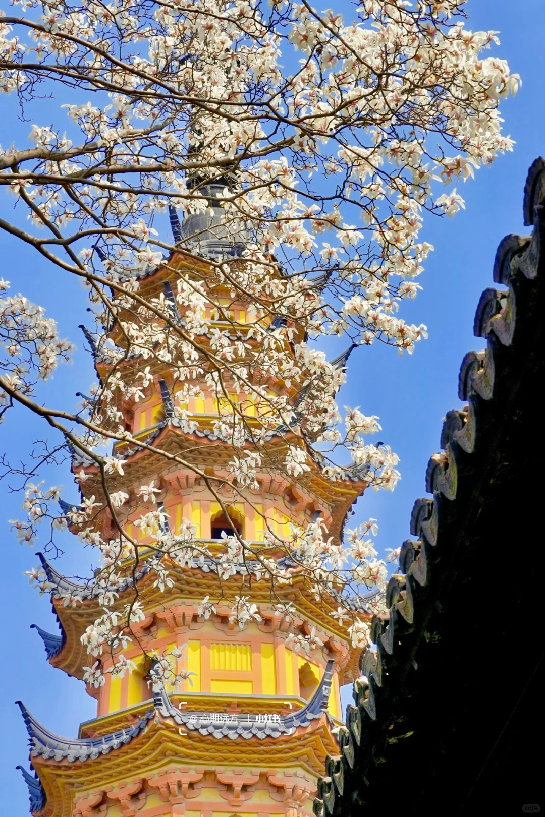 上春山🍃苏州三月玉兰花盛开（附最新攻略）