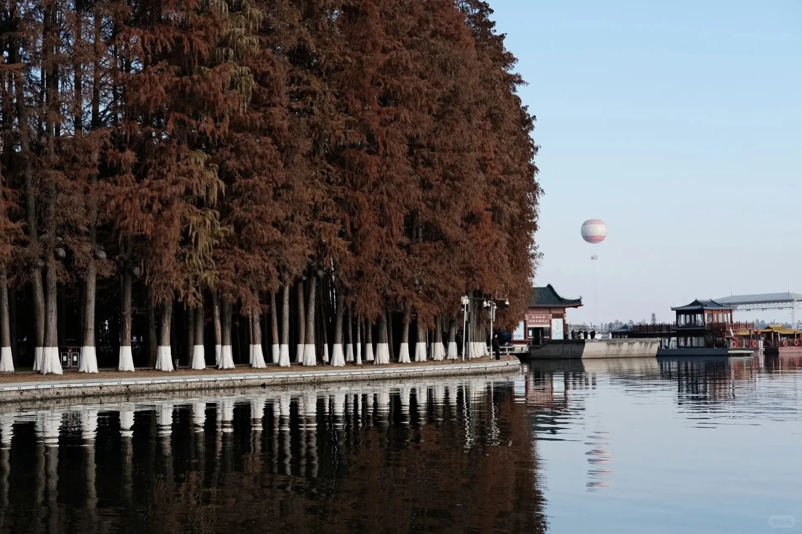 ｜武汉东湖公园｜现实版的“暮光森林”