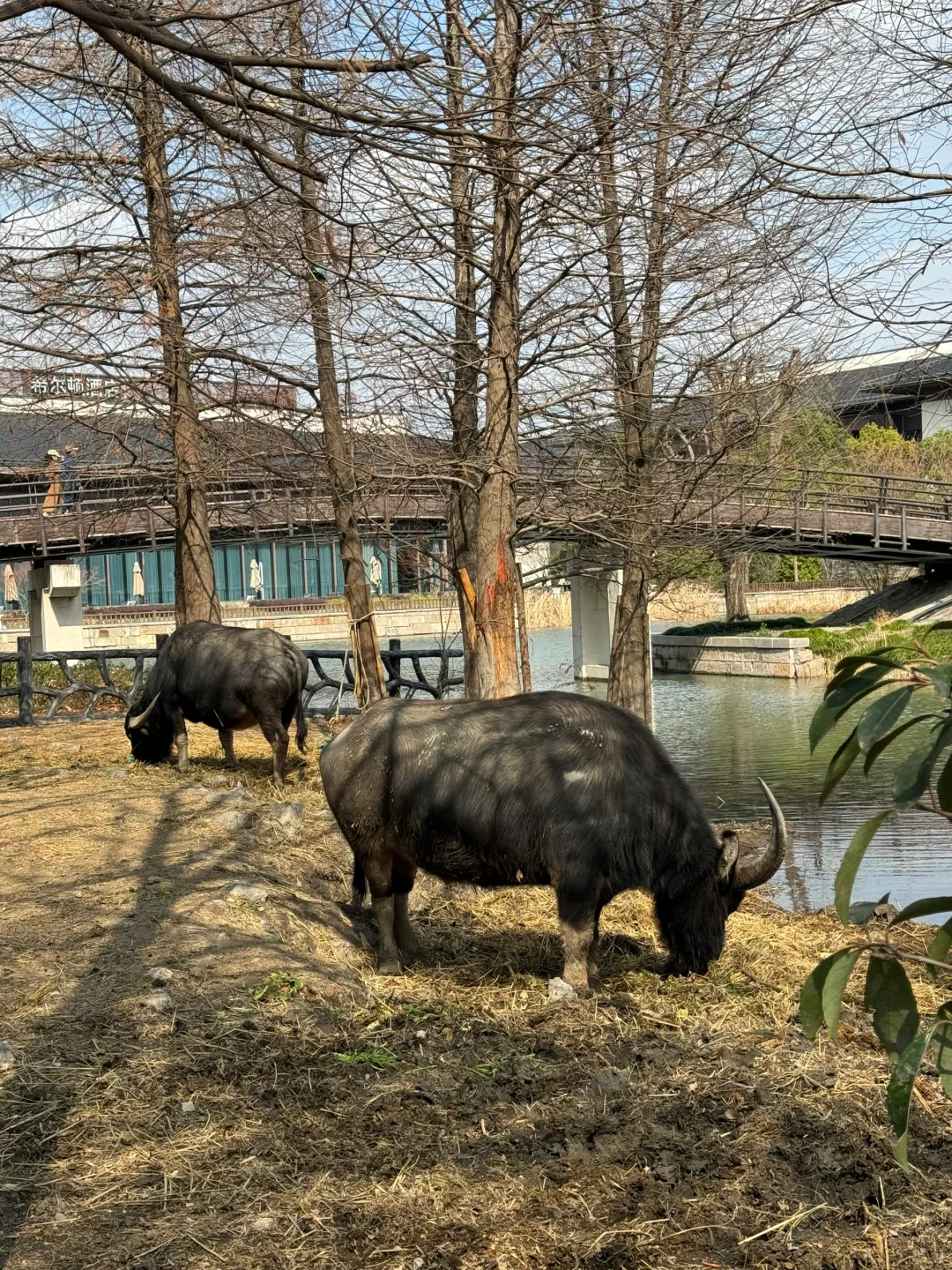 广富林遗址是松江必打卡的景点之一