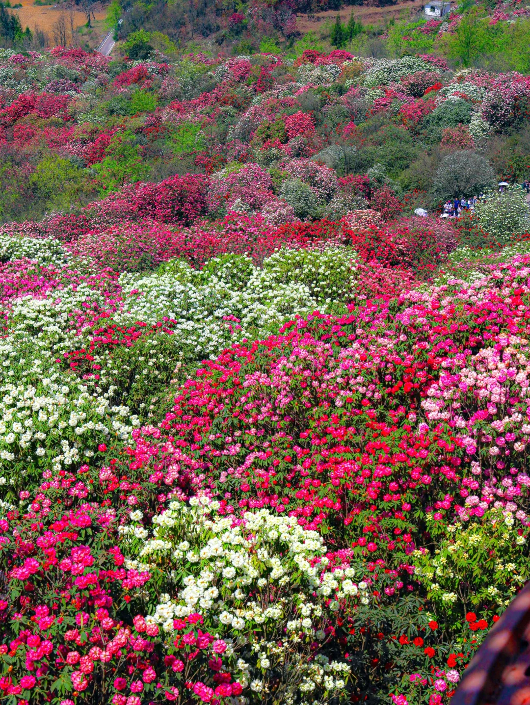 高铁直达！被春天漫山杜鹃花海🌸美哭了😭😭
