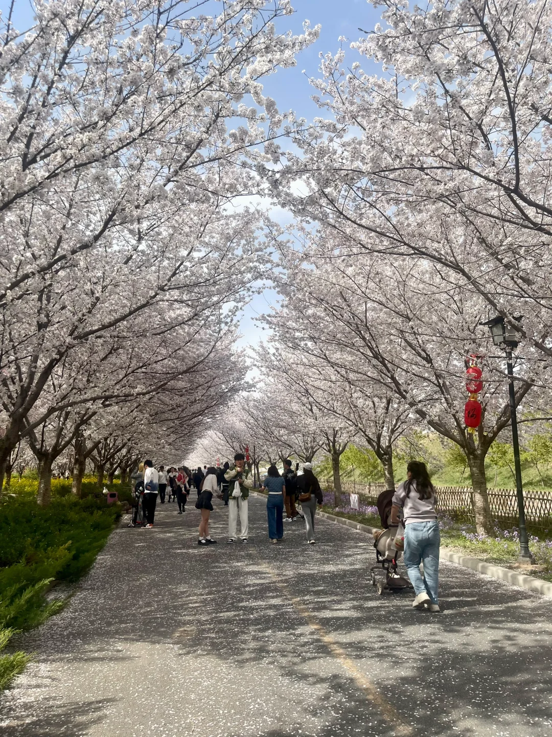 码住！郑州三月必去花海🌸top3