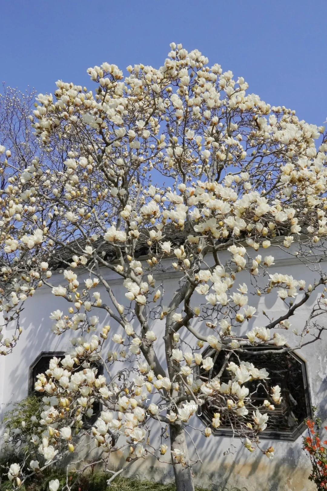 上春山🍃苏州三月玉兰花盛开（附最新攻略）