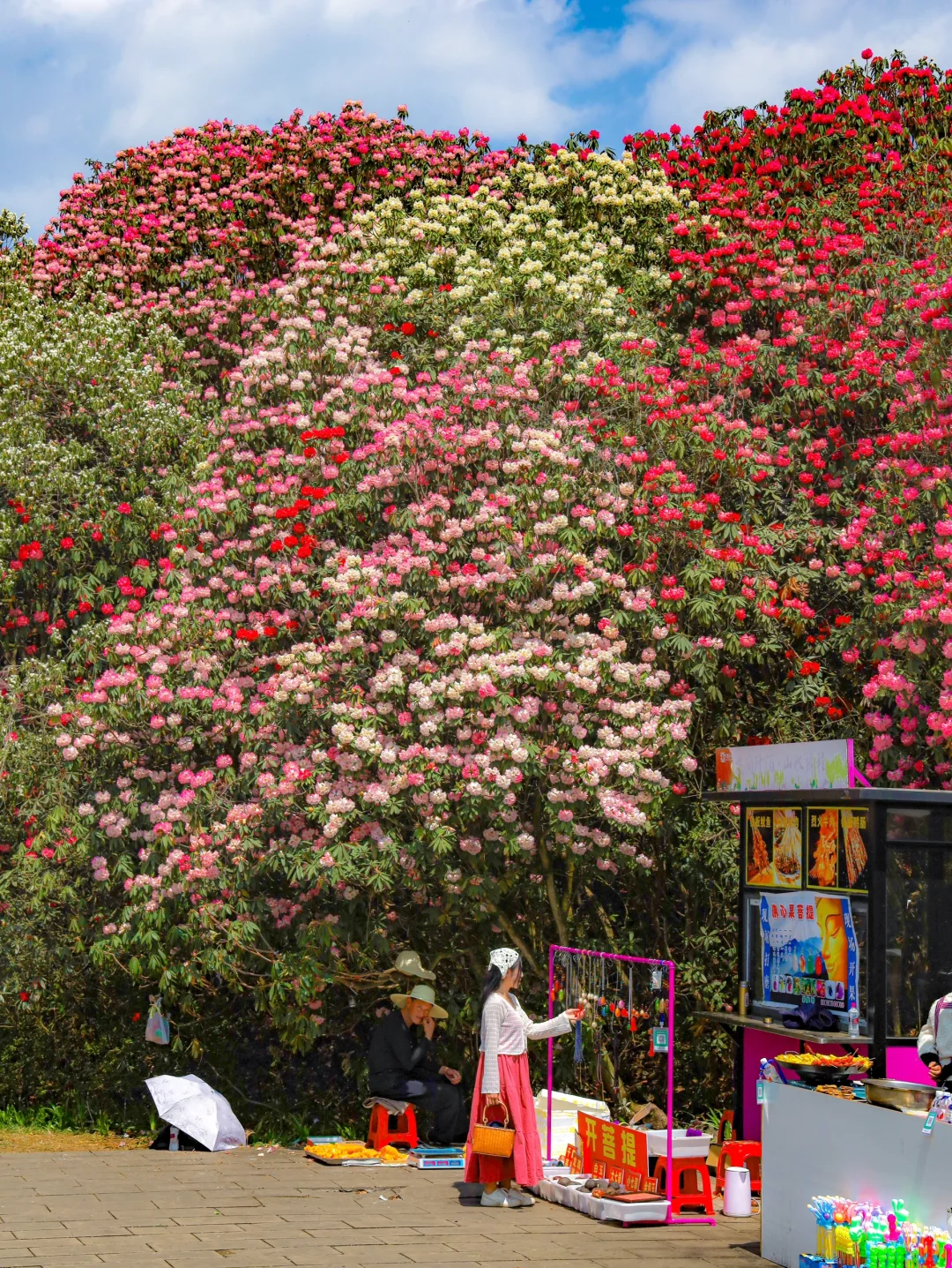 高铁直达！被春天漫山杜鹃花海🌸美哭了😭😭