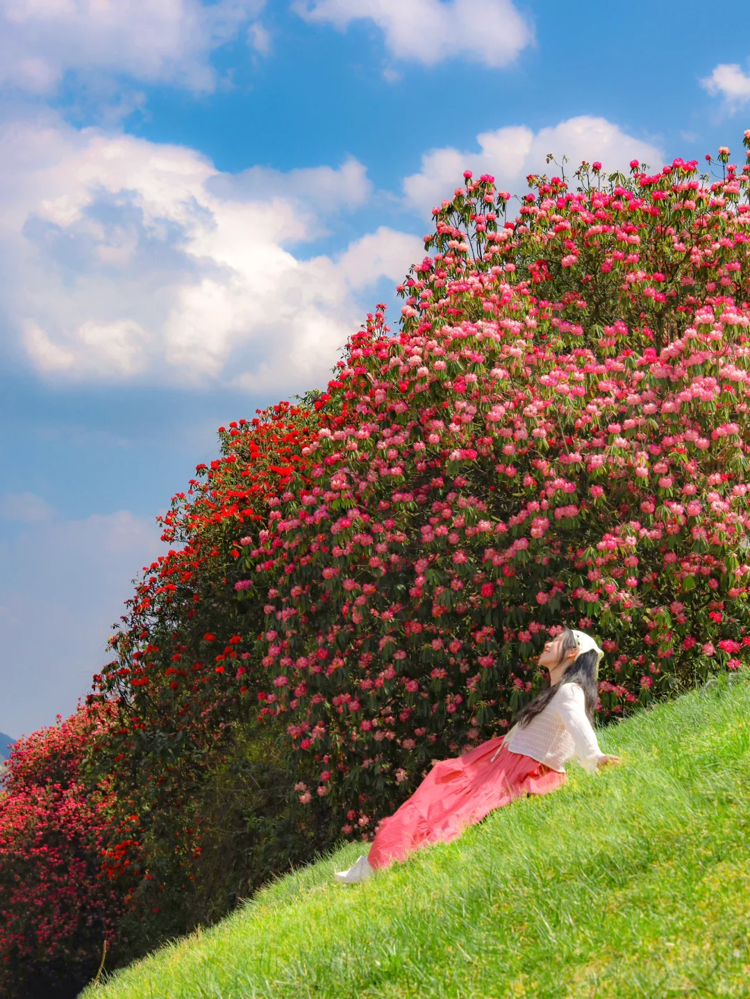 高铁直达！被春天漫山杜鹃花海🌸美哭了😭😭