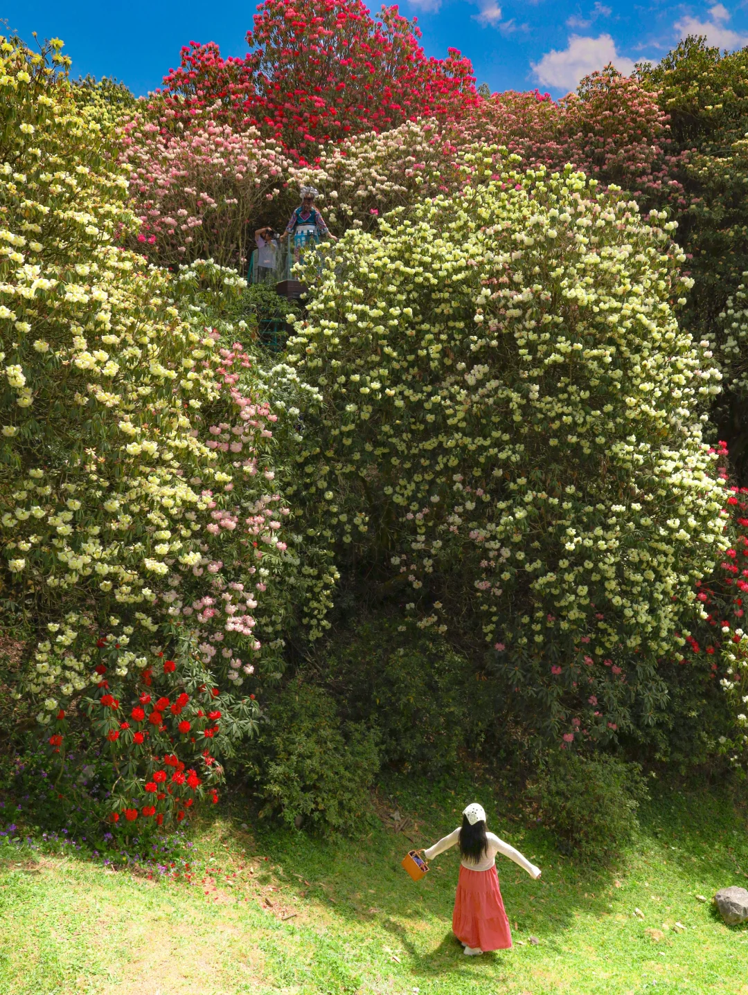 高铁直达！被春天漫山杜鹃花海🌸美哭了😭😭