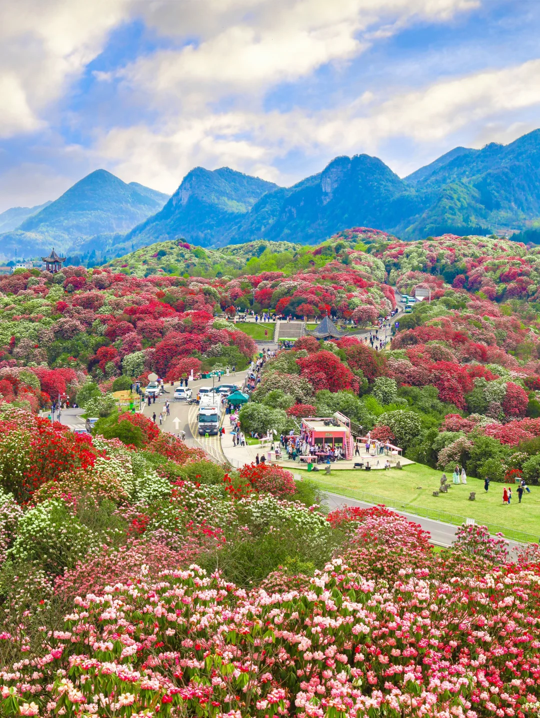 高铁直达！被春天漫山杜鹃花海🌸美哭了😭😭