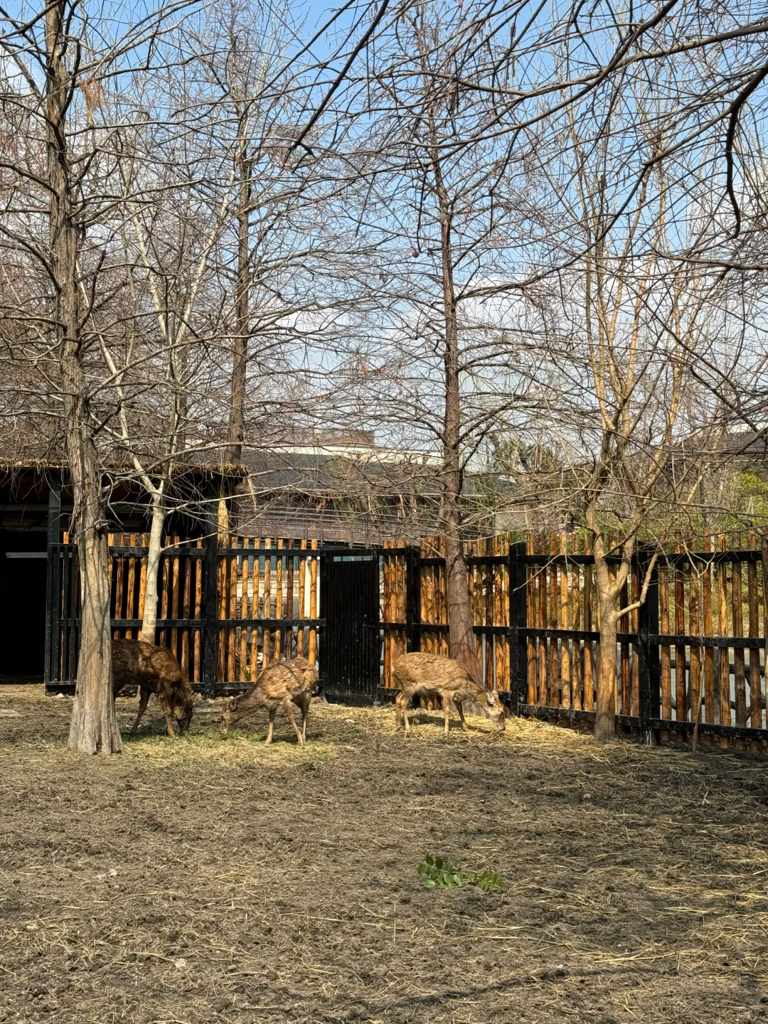 广富林遗址是松江必打卡的景点之一