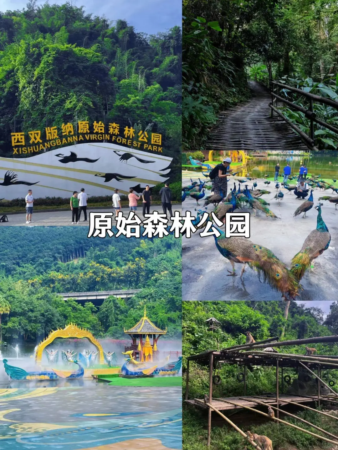 随机抽查：来西双版纳旅行你去了哪些景点❓