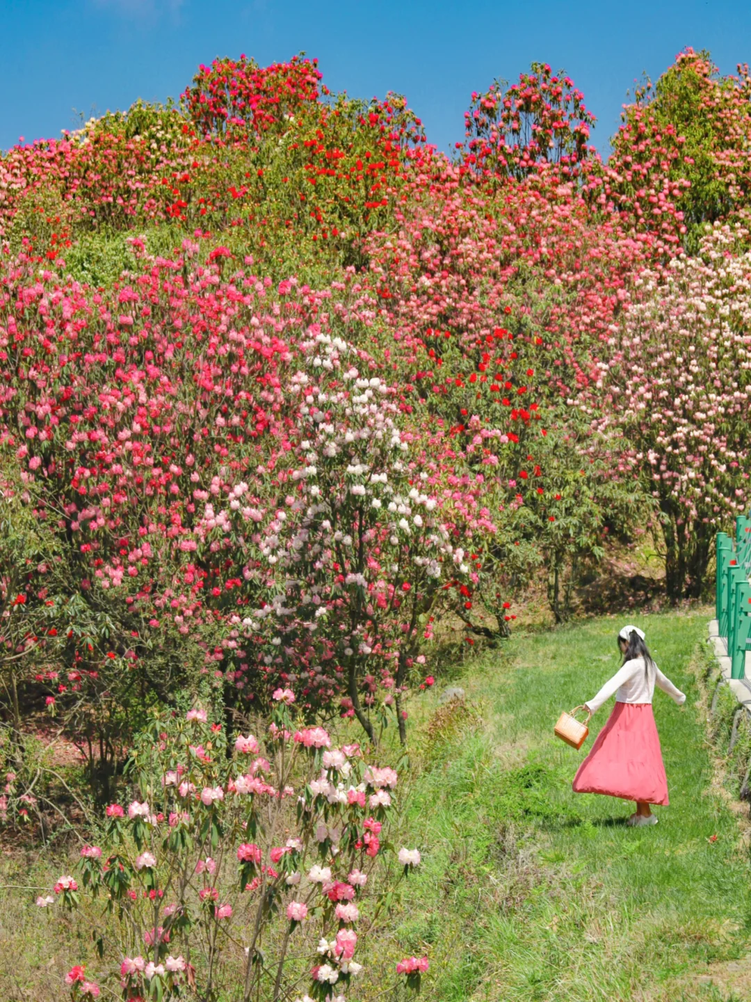 高铁直达！被春天漫山杜鹃花海🌸美哭了😭😭