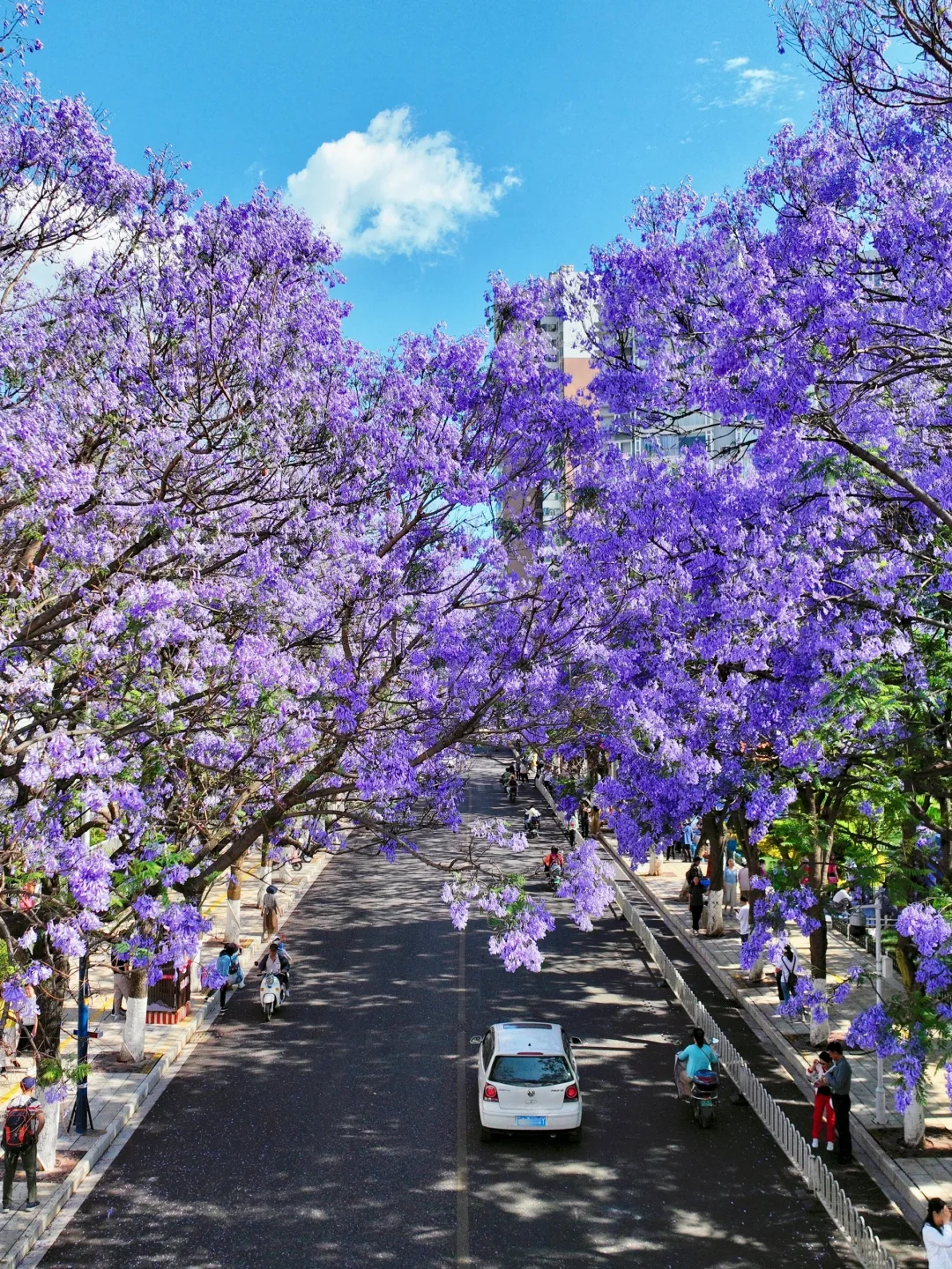 人生建议：春天一定要去趟昆明！附赏花攻略💐