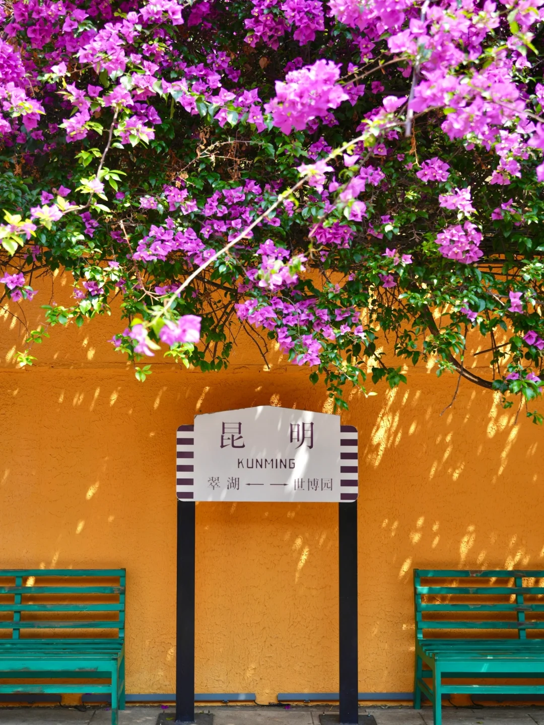 人生建议：春天一定要去趟昆明！附赏花攻略💐